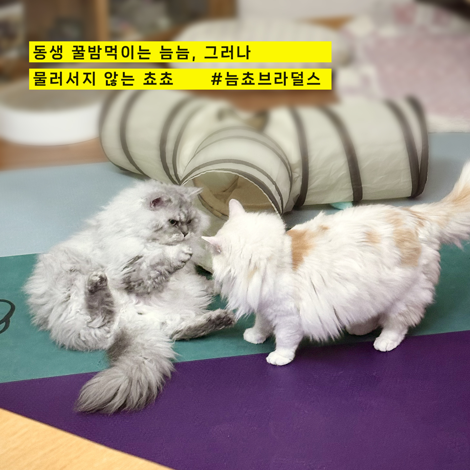 늠늠(회장)이와 쵸쵸(베비)와의 한달