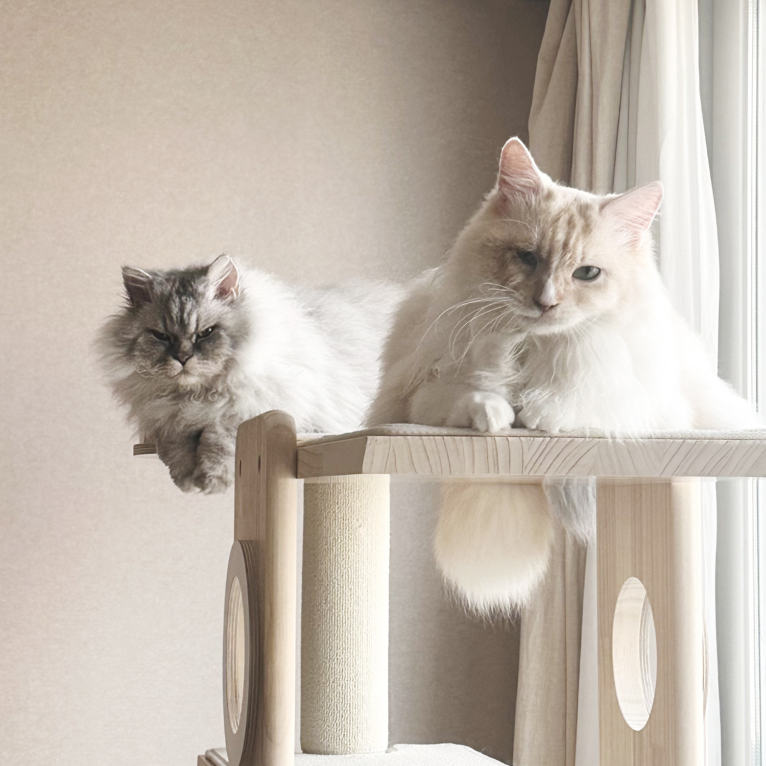 늠늠(회장)이와 쵸쵸(베비)와의 한달