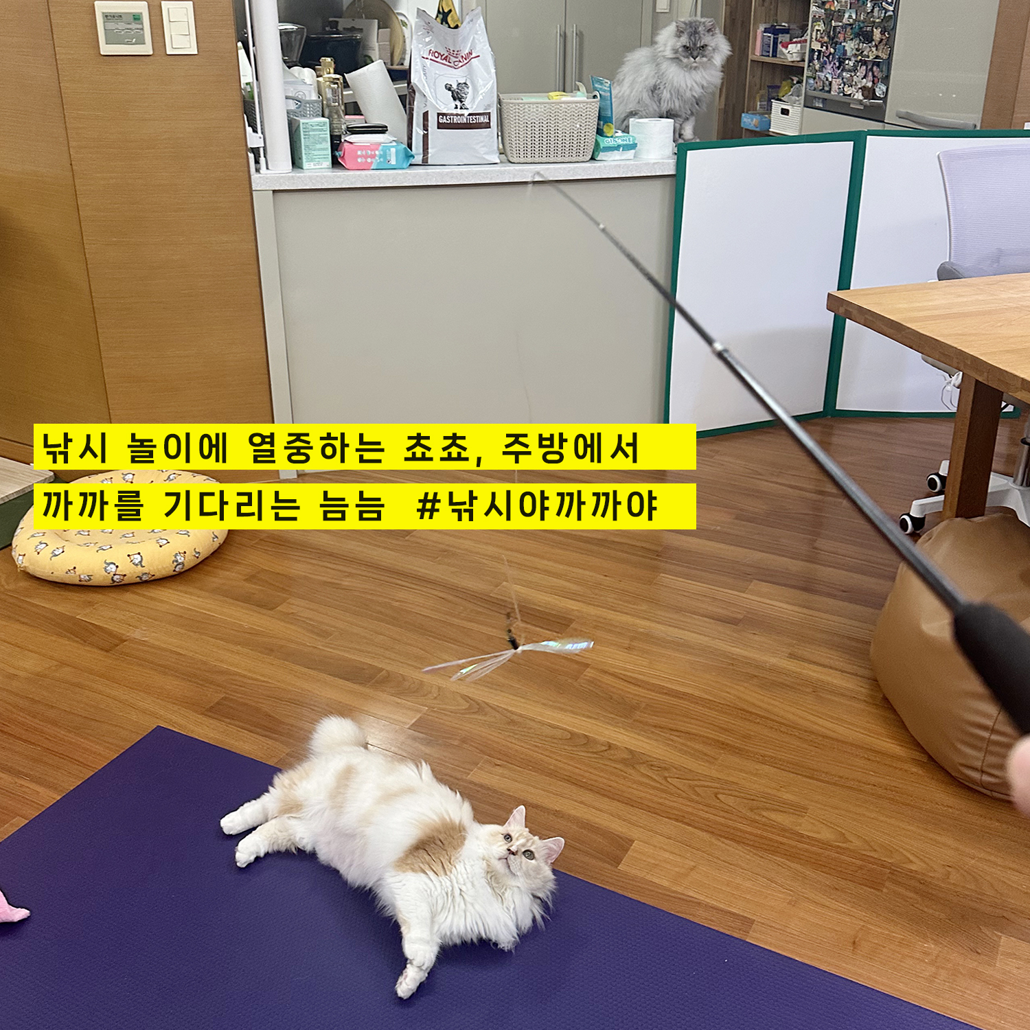 늠늠(회장)이와 쵸쵸(베비)와의 한달