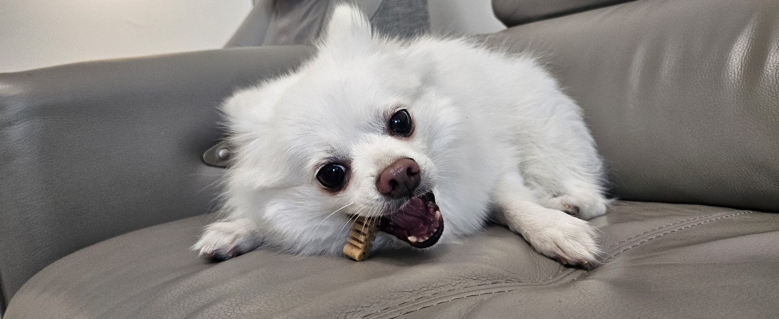 루비 입양후 벌써 일주일~