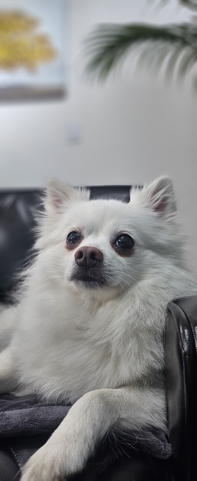 루비 입양후 벌써 일주일~