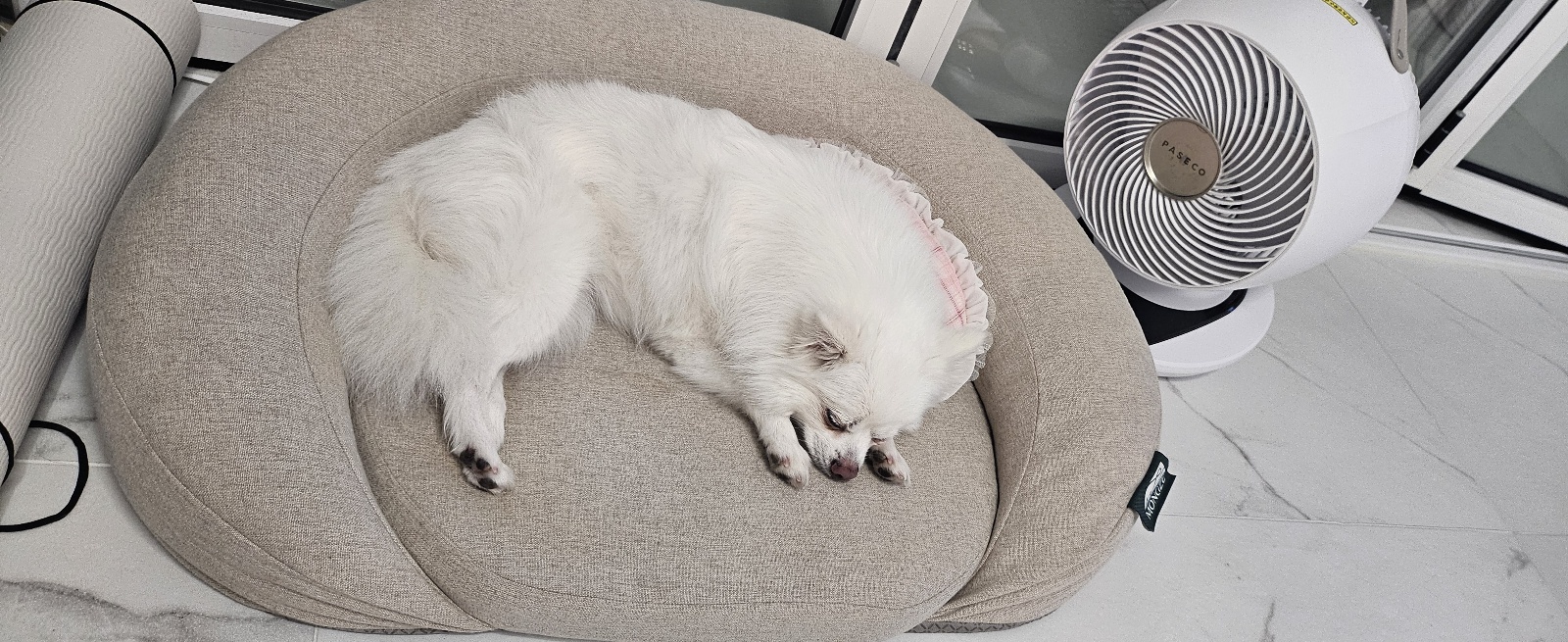 루비 입양후 벌써 일주일~