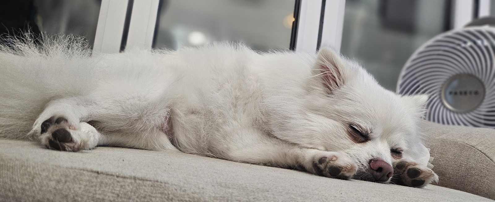 루비 입양후 벌써 일주일~