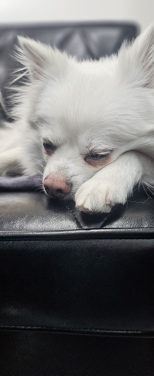 루비 입양후 벌써 일주일~