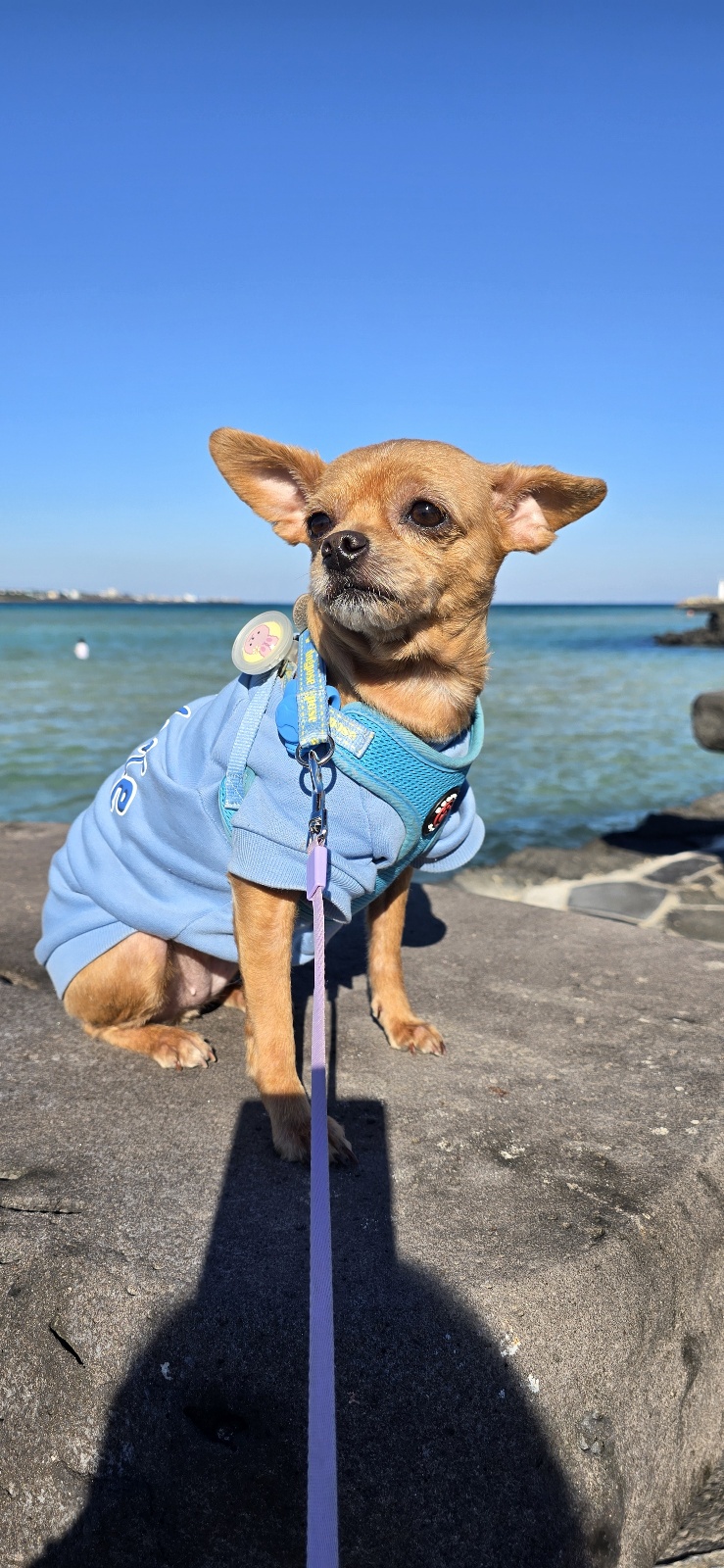 곤지(영천 푸푸 아가 뽀오) 입양 5년됐네요~