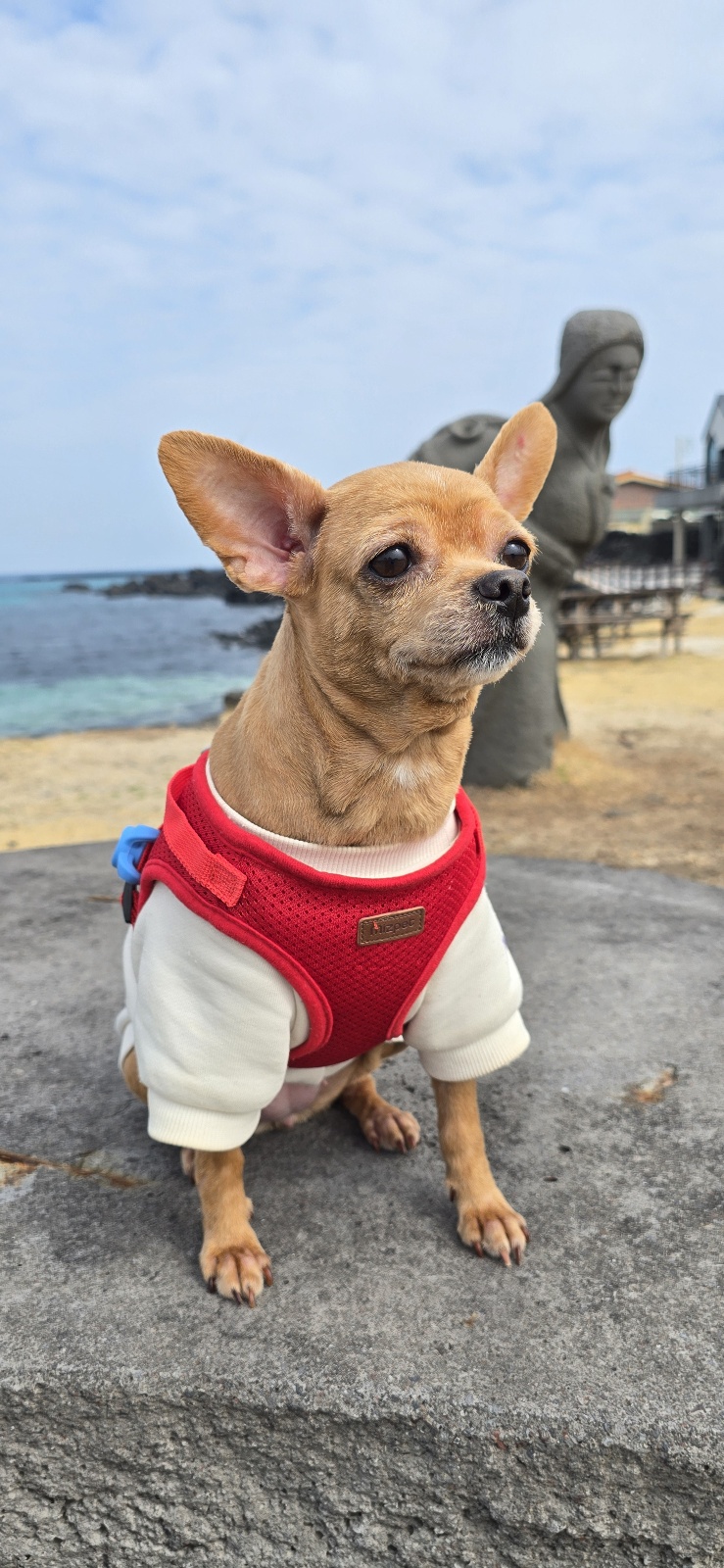 곤지(영천 푸푸 아가 뽀오) 입양 5년됐네요~