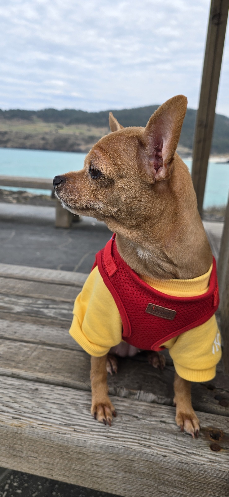 곤지(영천 푸푸 아가 뽀오) 입양 5년됐네요~