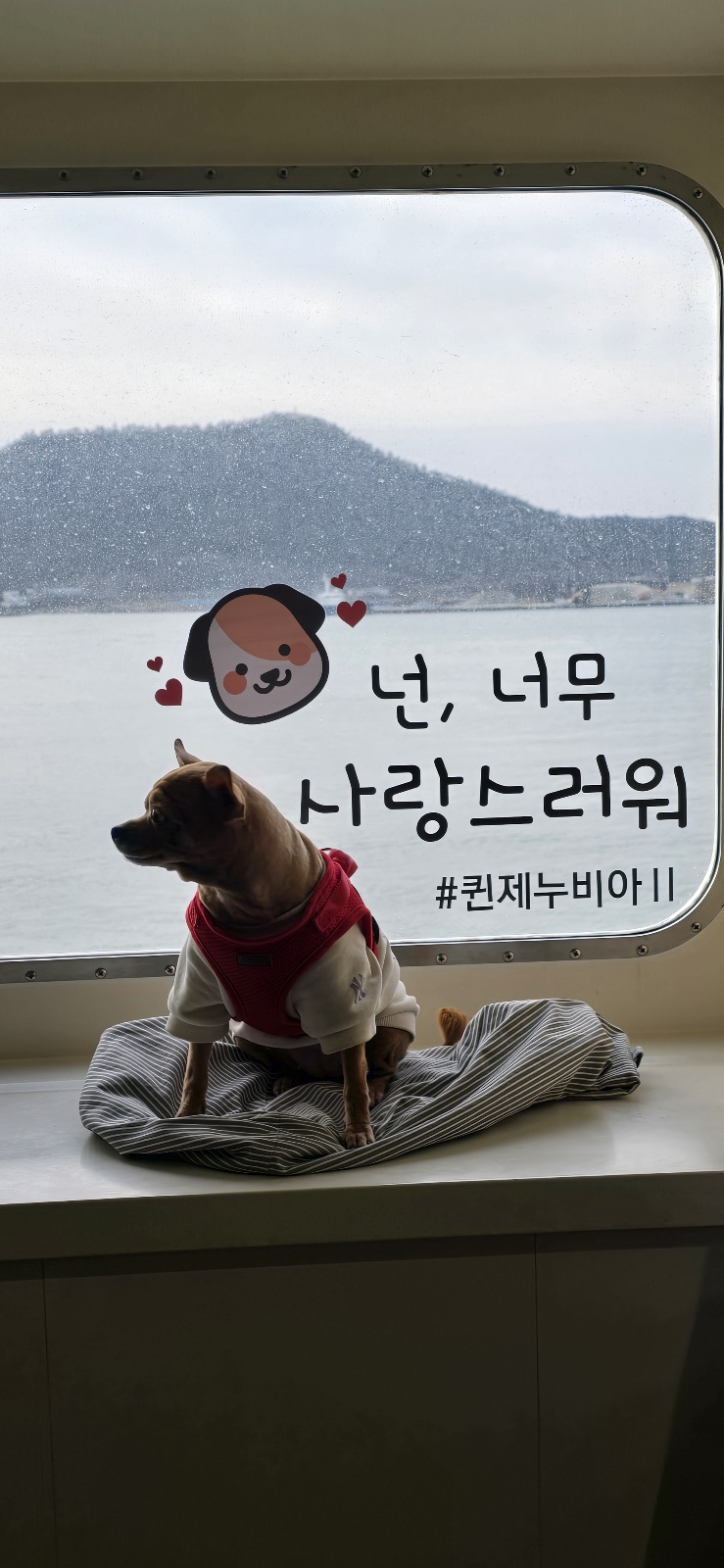 곤지(영천 푸푸 아가 뽀오) 입양 5년됐네요~