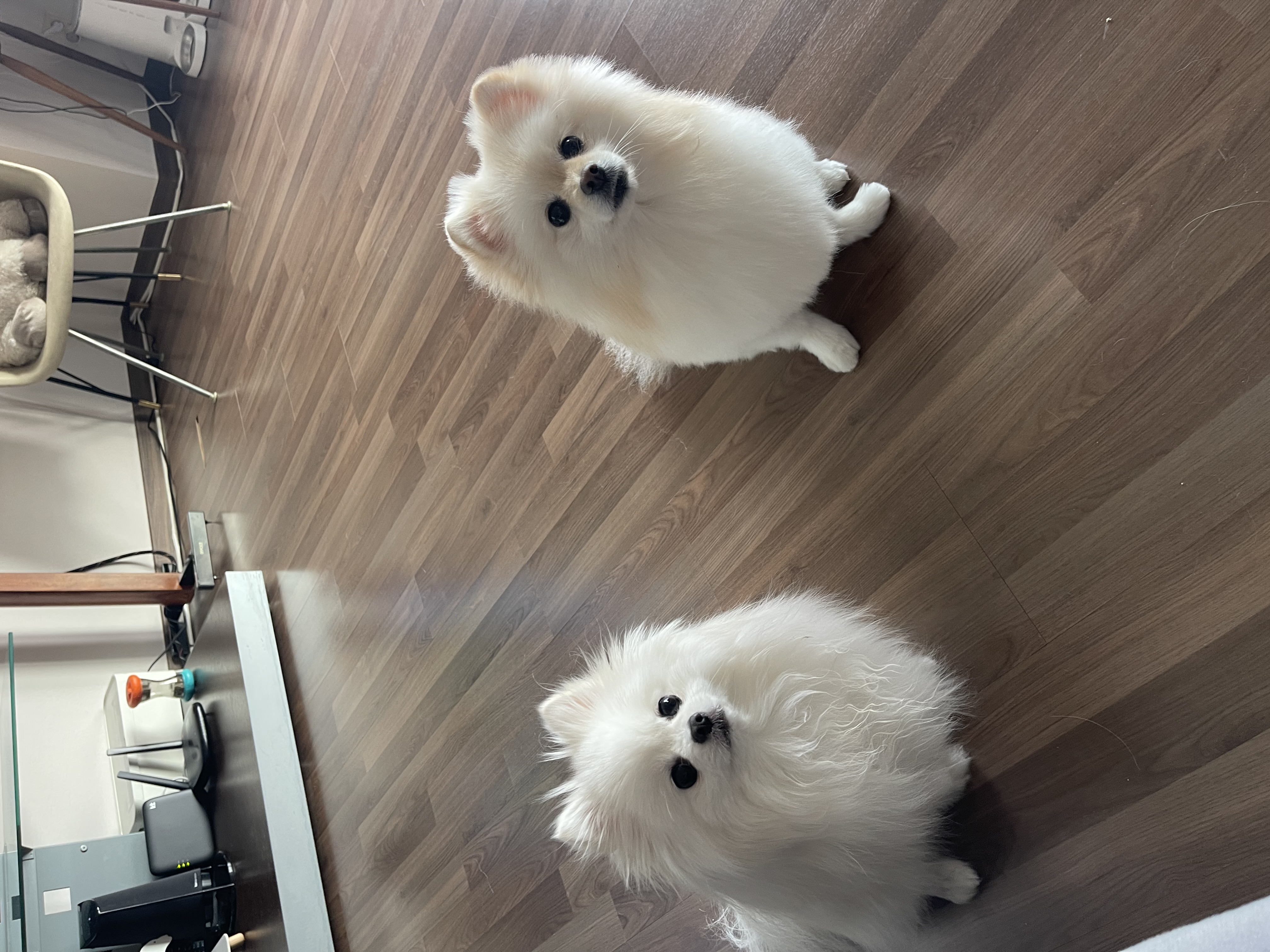 하루 입양후 3년…