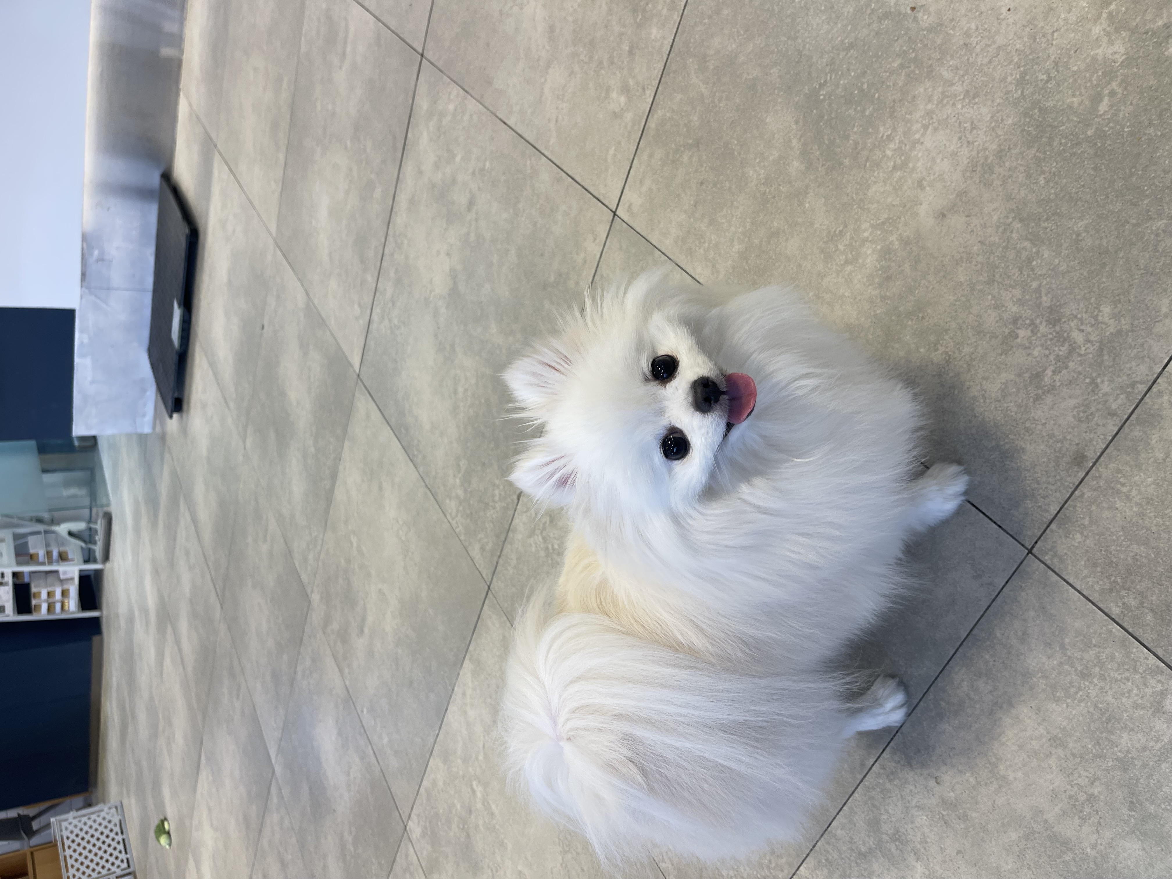 하루 입양후 3년…