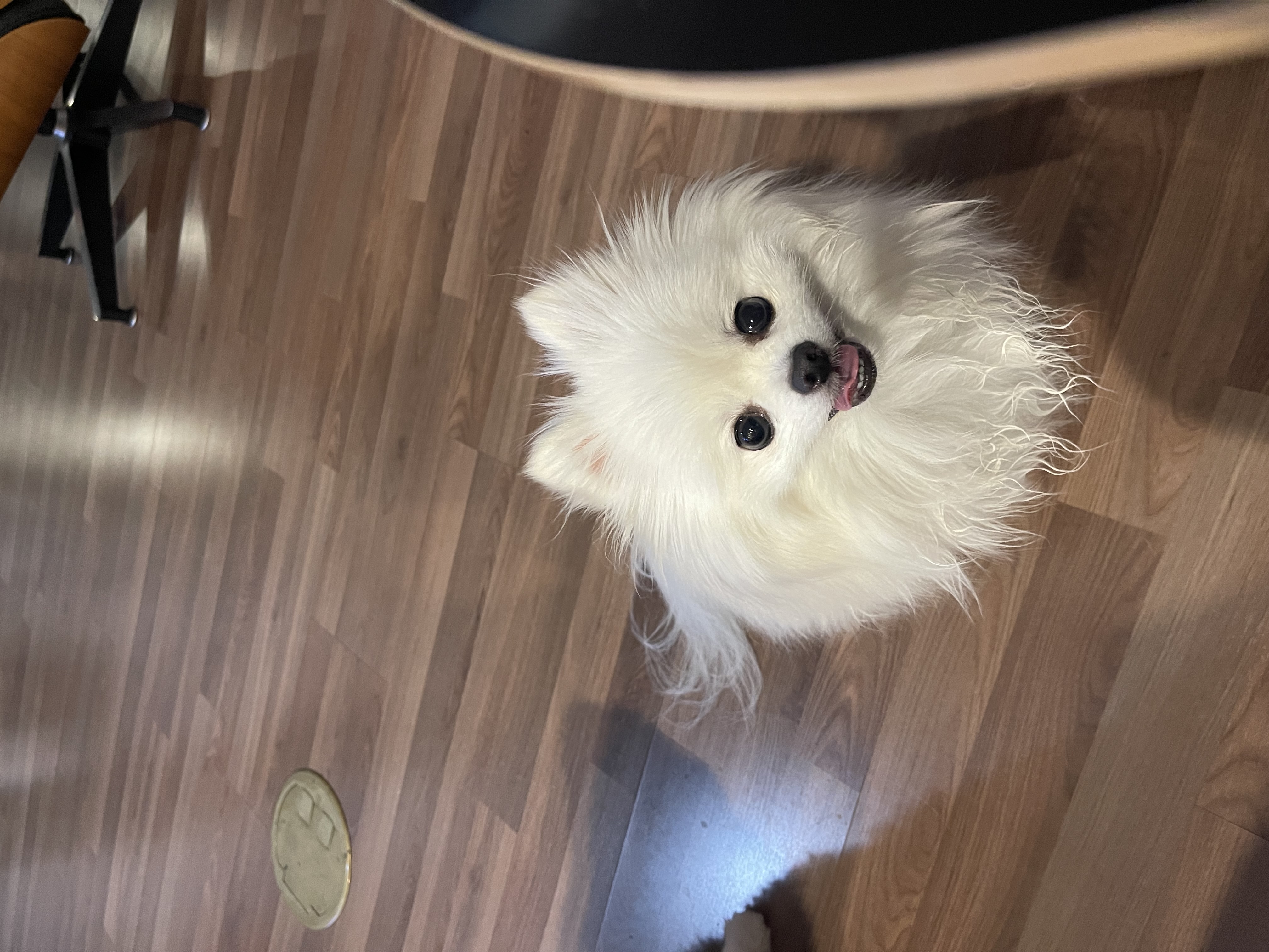 하루 입양후 3년…