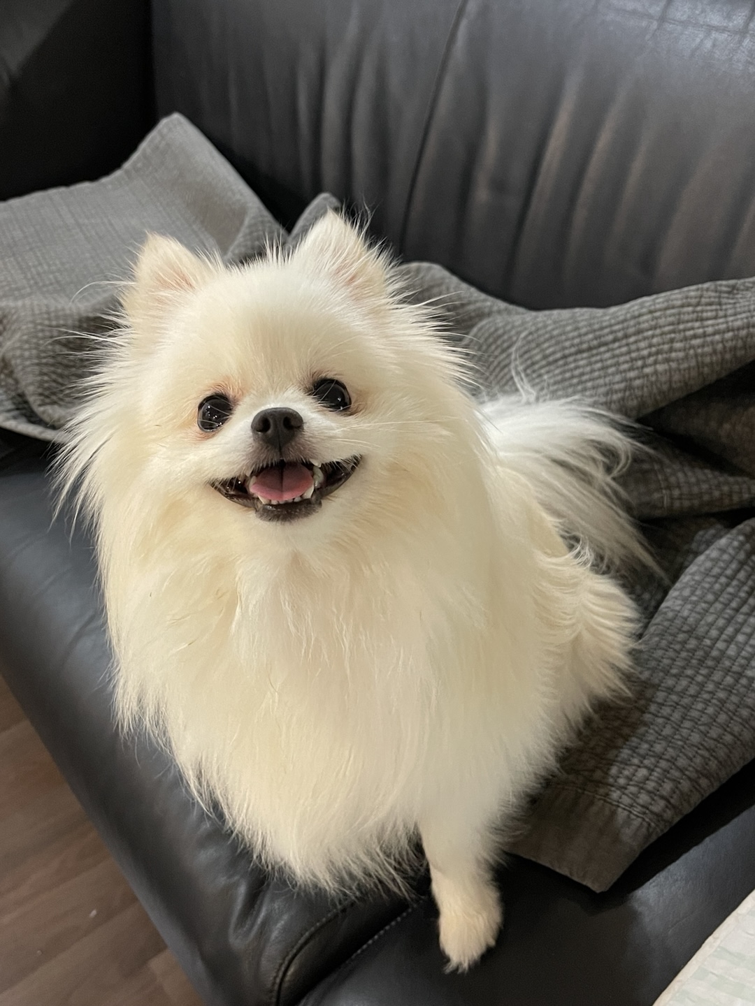 하루 입양후 3년…