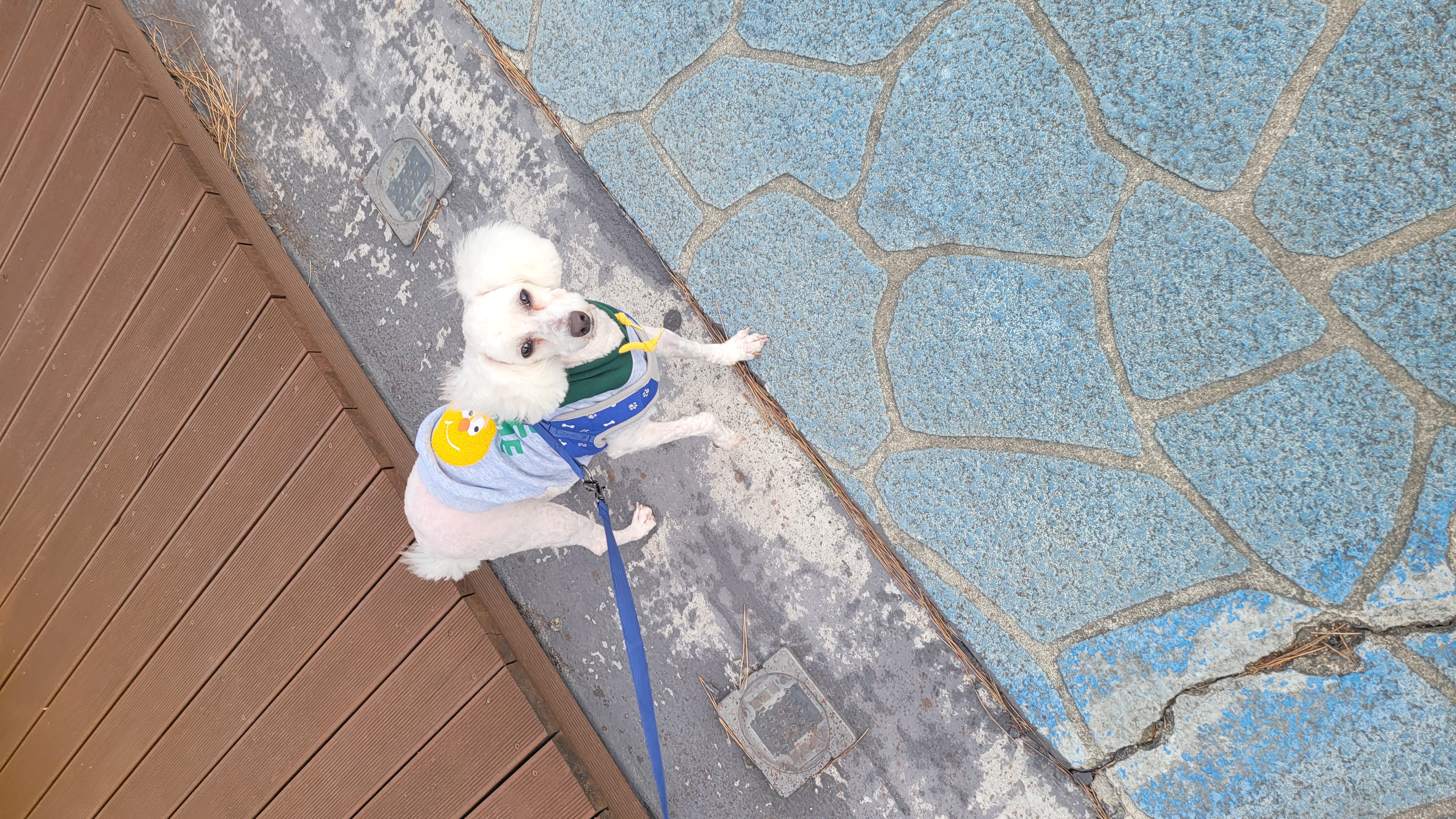 춘식이를(구 푸들이) 소개합니다.