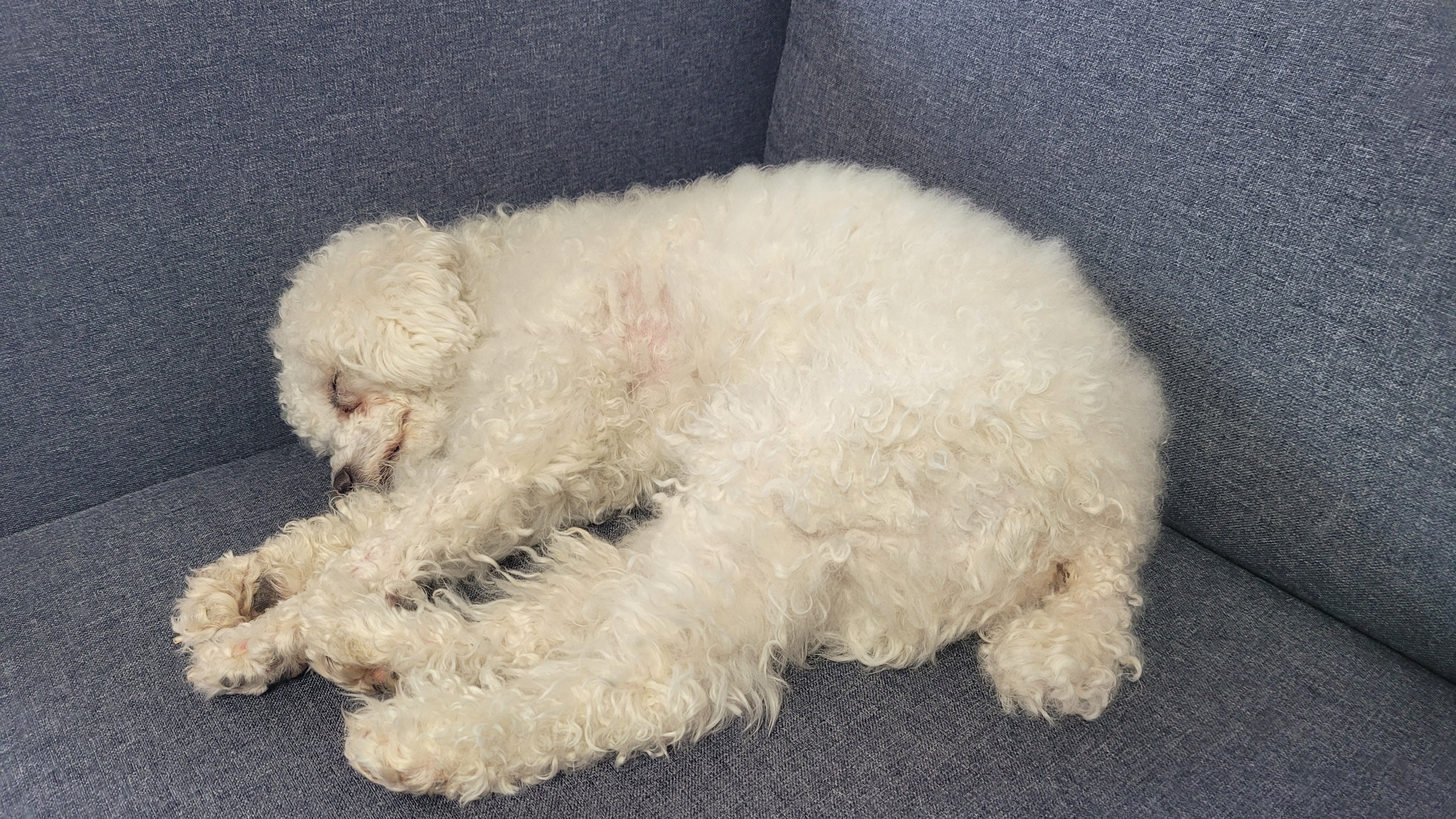 춘식이를(구 푸들이) 소개합니다.