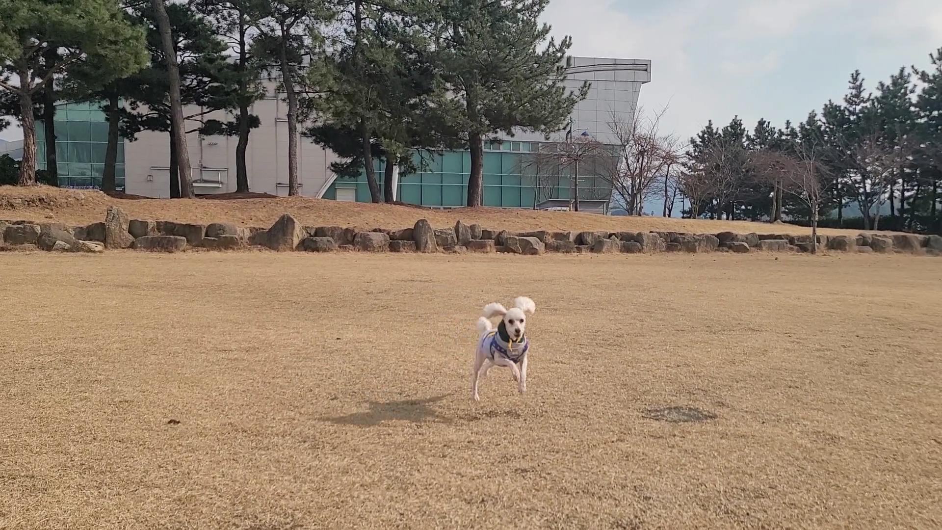 춘식이를(구 푸들이) 소개합니다.