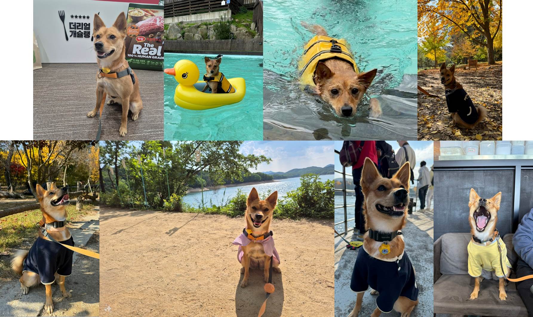 호두(구.오트) 2년 이야기