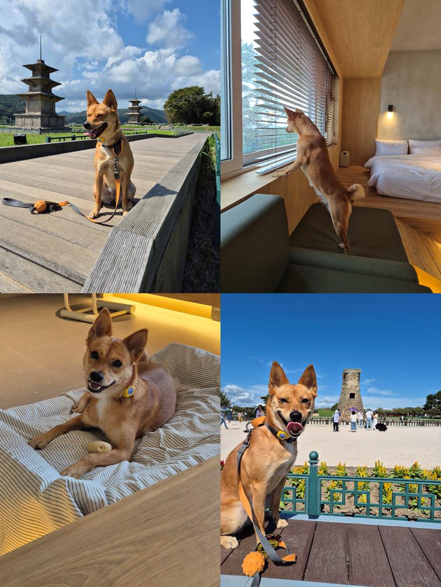 호두(구.오트) 2년 이야기