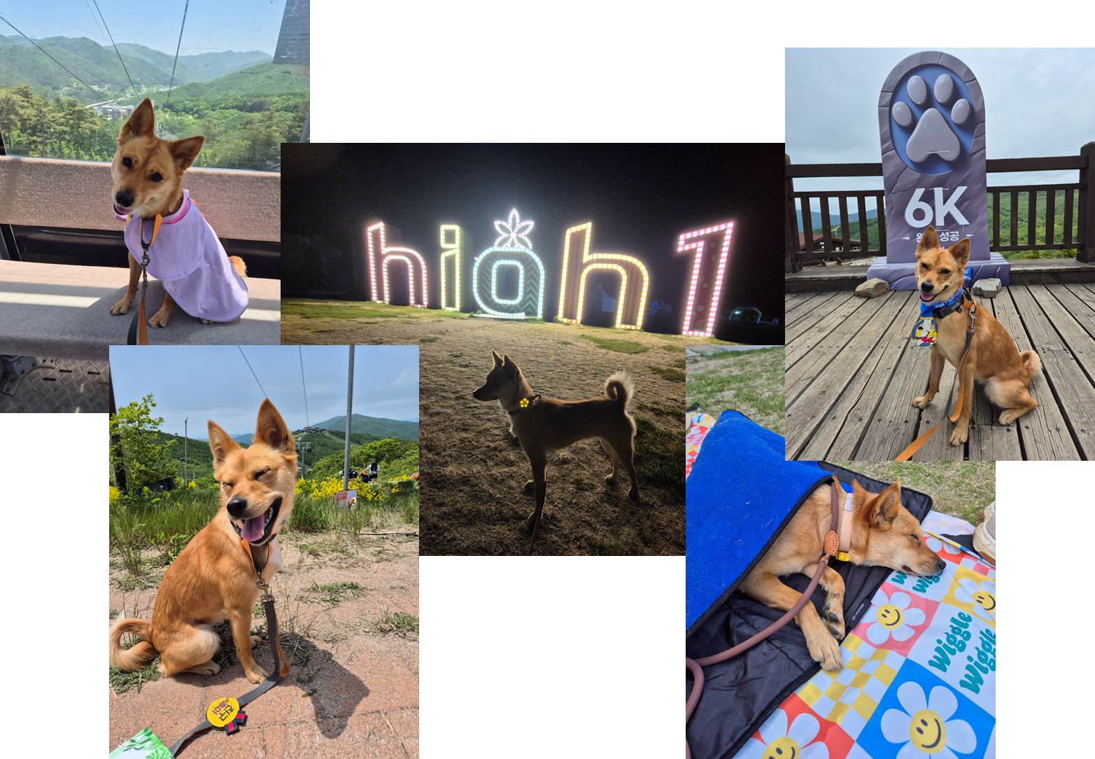 호두(구.오트) 2년 이야기