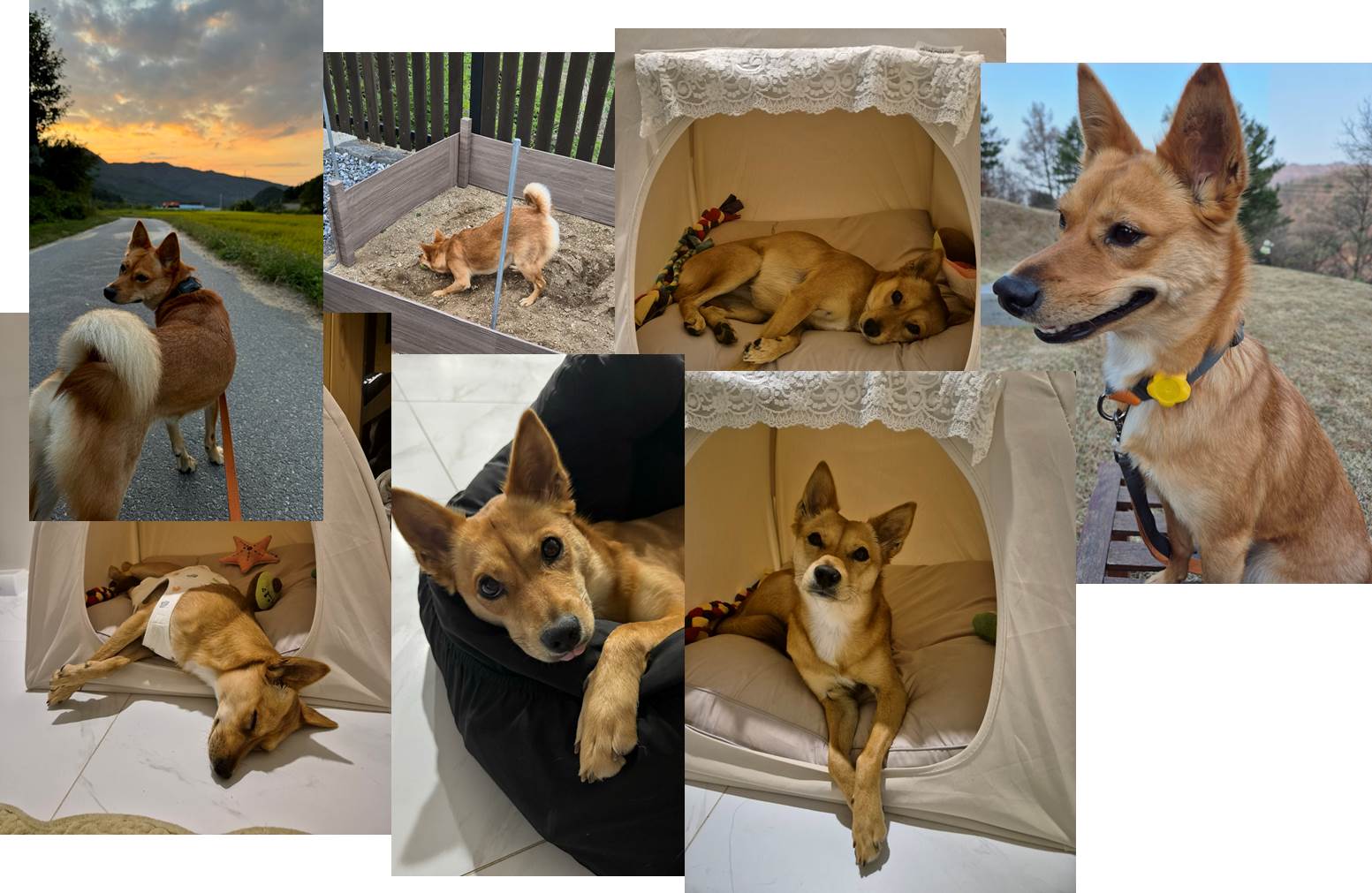 호두(구.오트) 2년 이야기