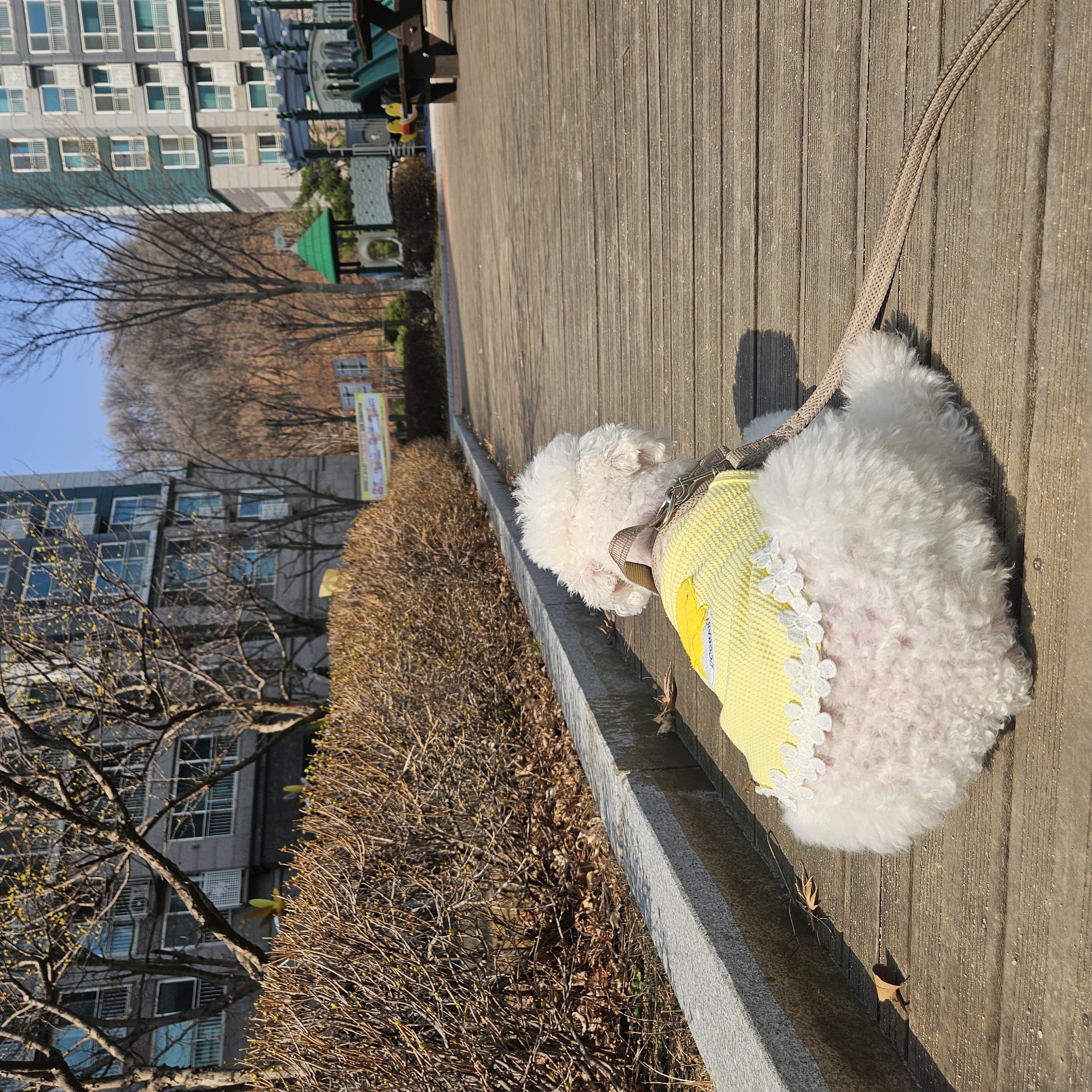 보령 빛돌이(송이)임보9개월차