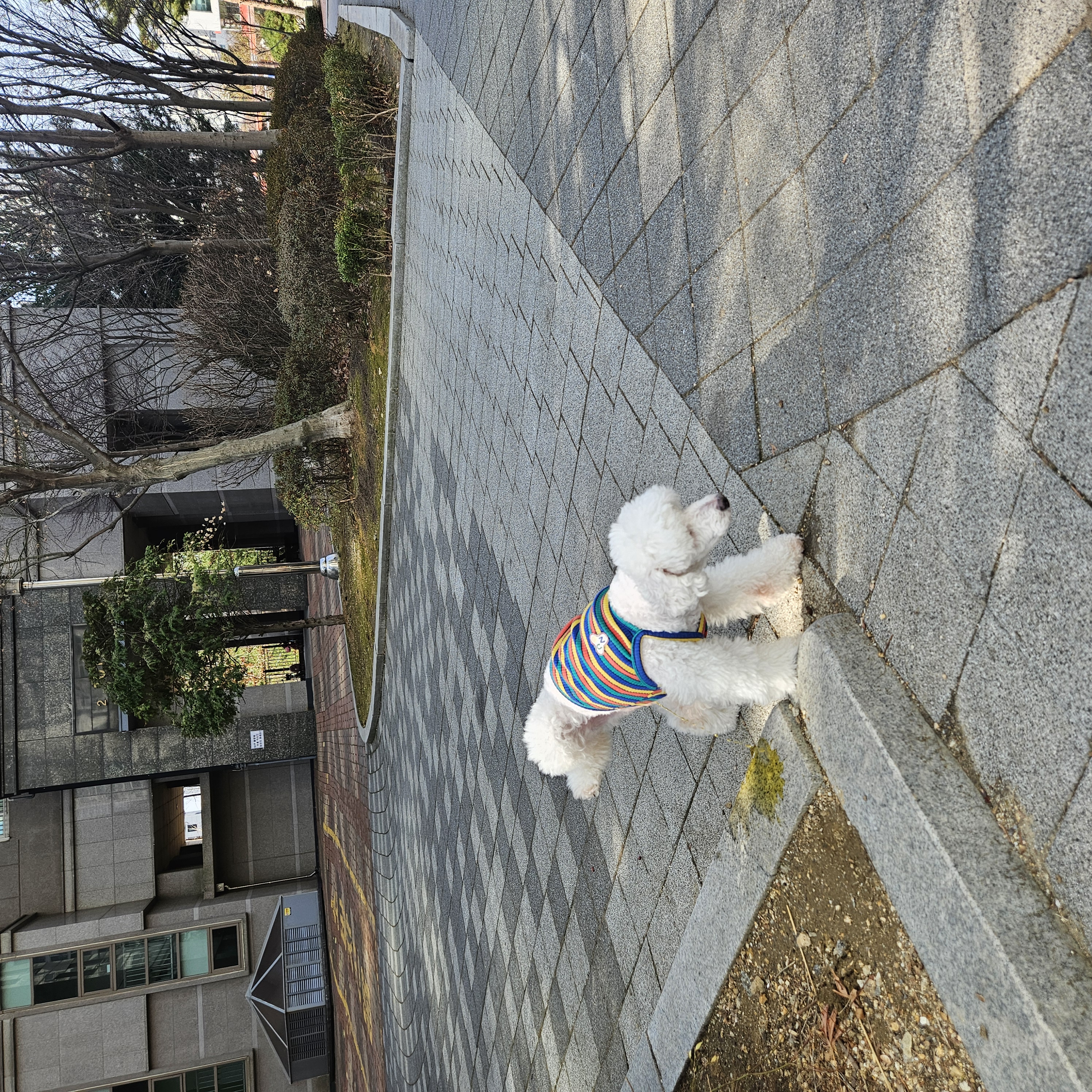 보령 빛돌이(송이)임보9개월차