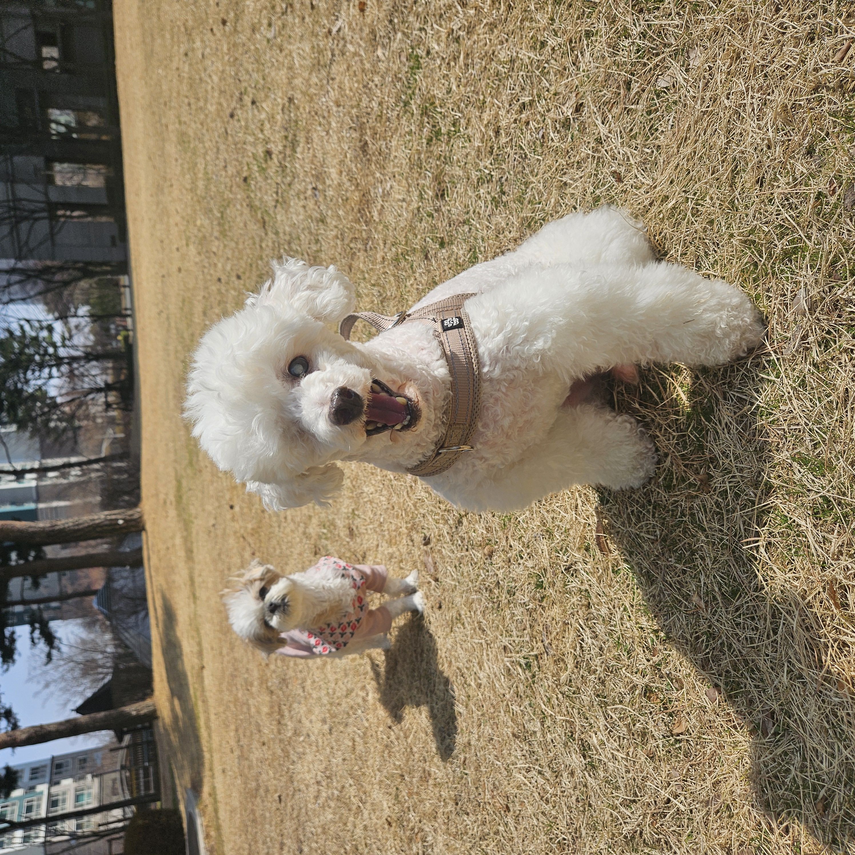 보령 빛돌이(송이)임보9개월차