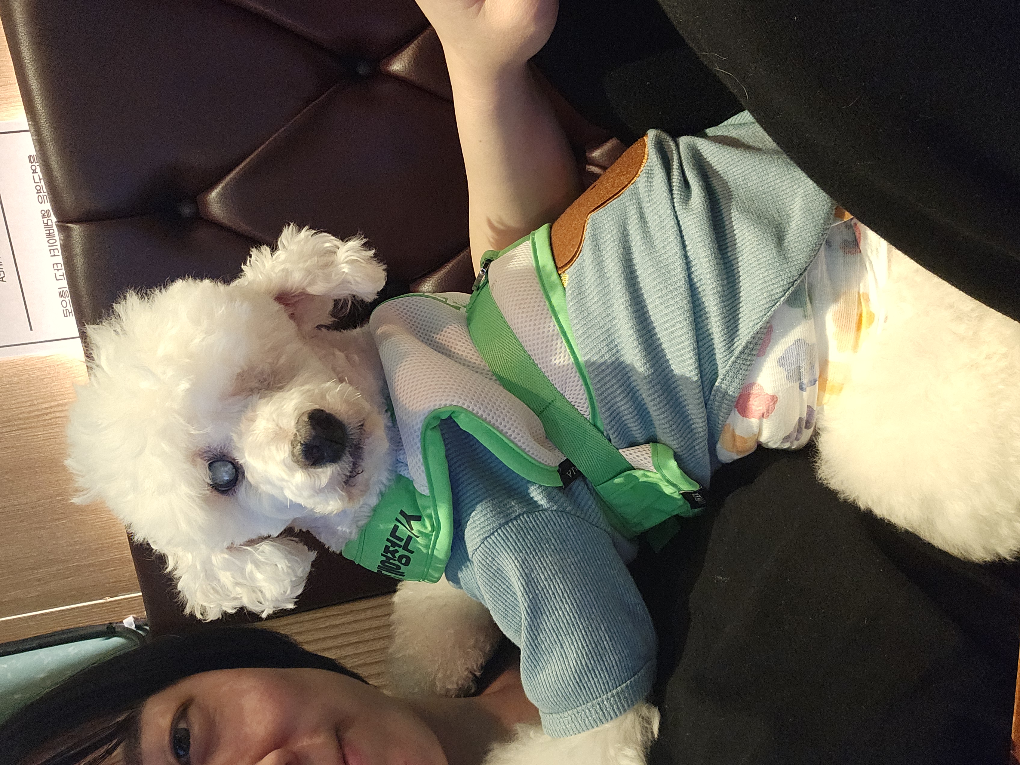 보령 빛돌이(송이)임보9개월차