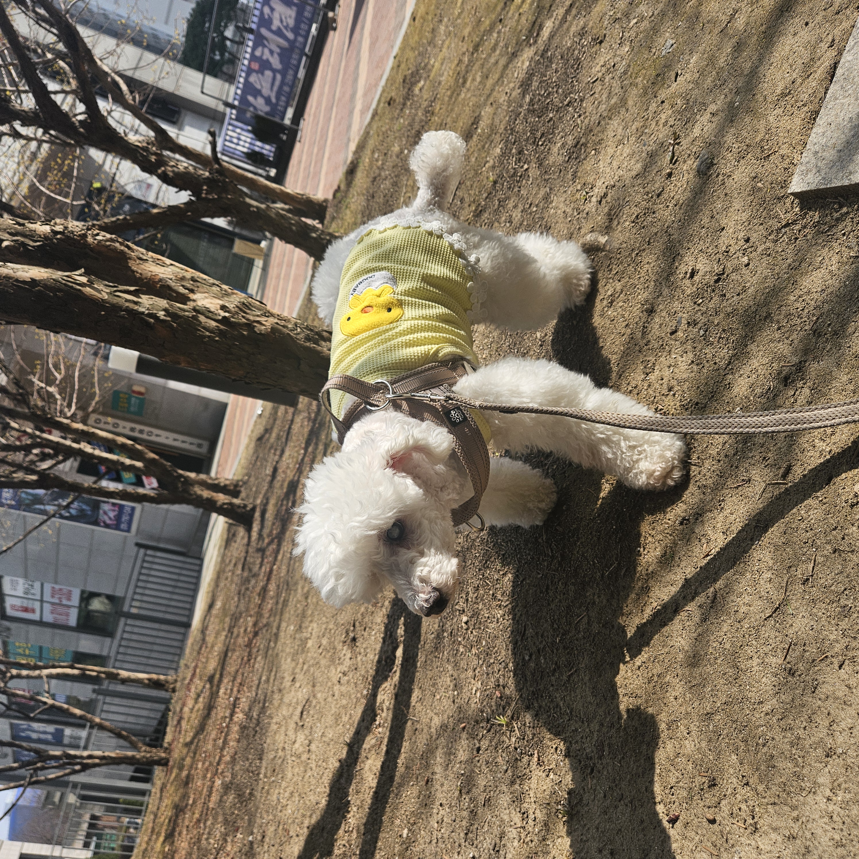 보령 빛돌이(송이)임보9개월차