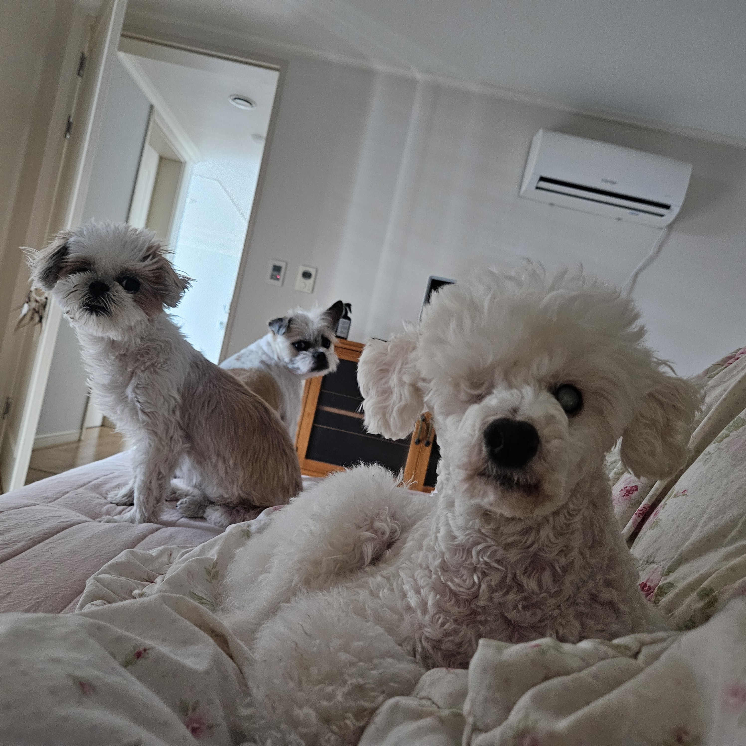 보령 빛돌이(송이)임보9개월차