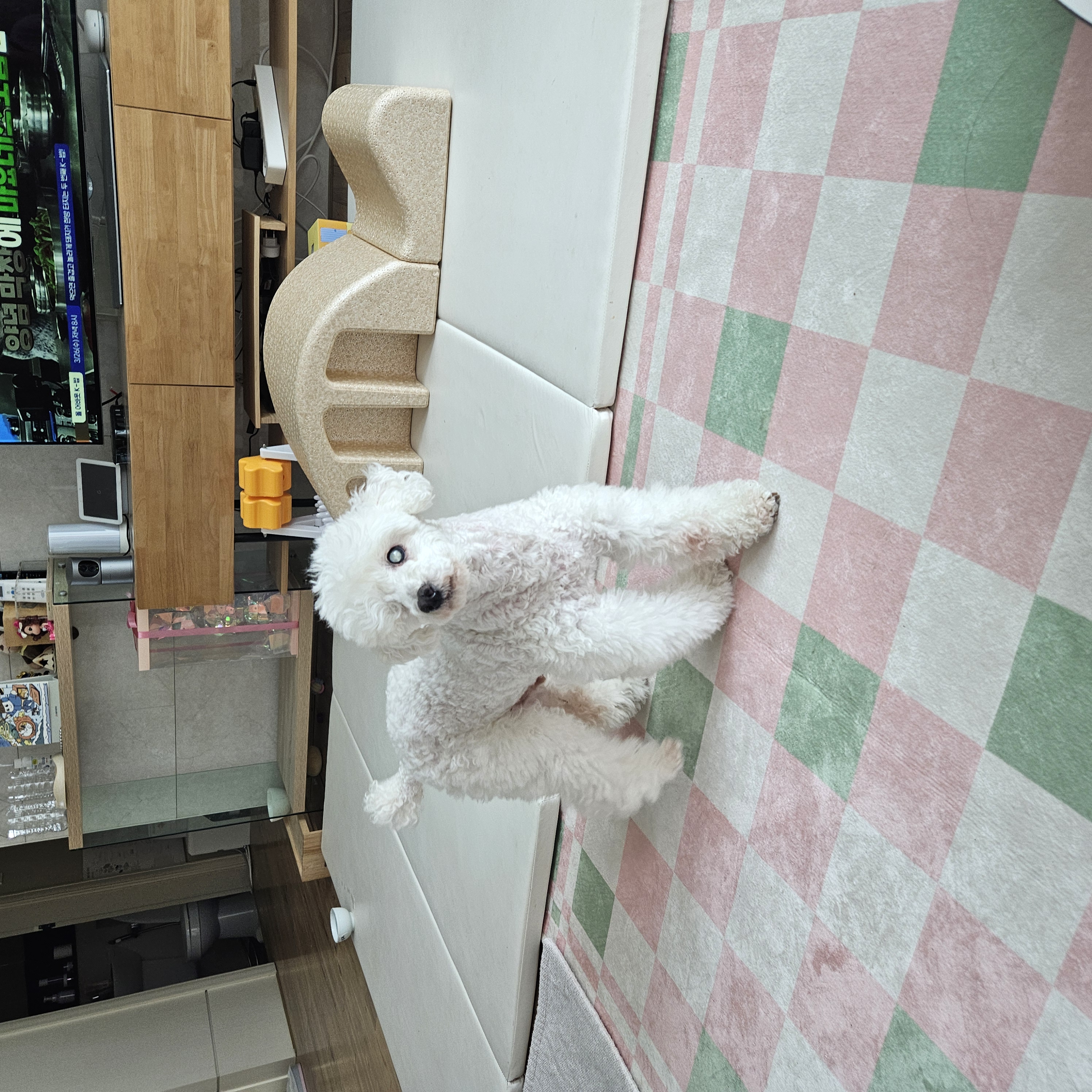 보령 빛돌이(송이)임보9개월차