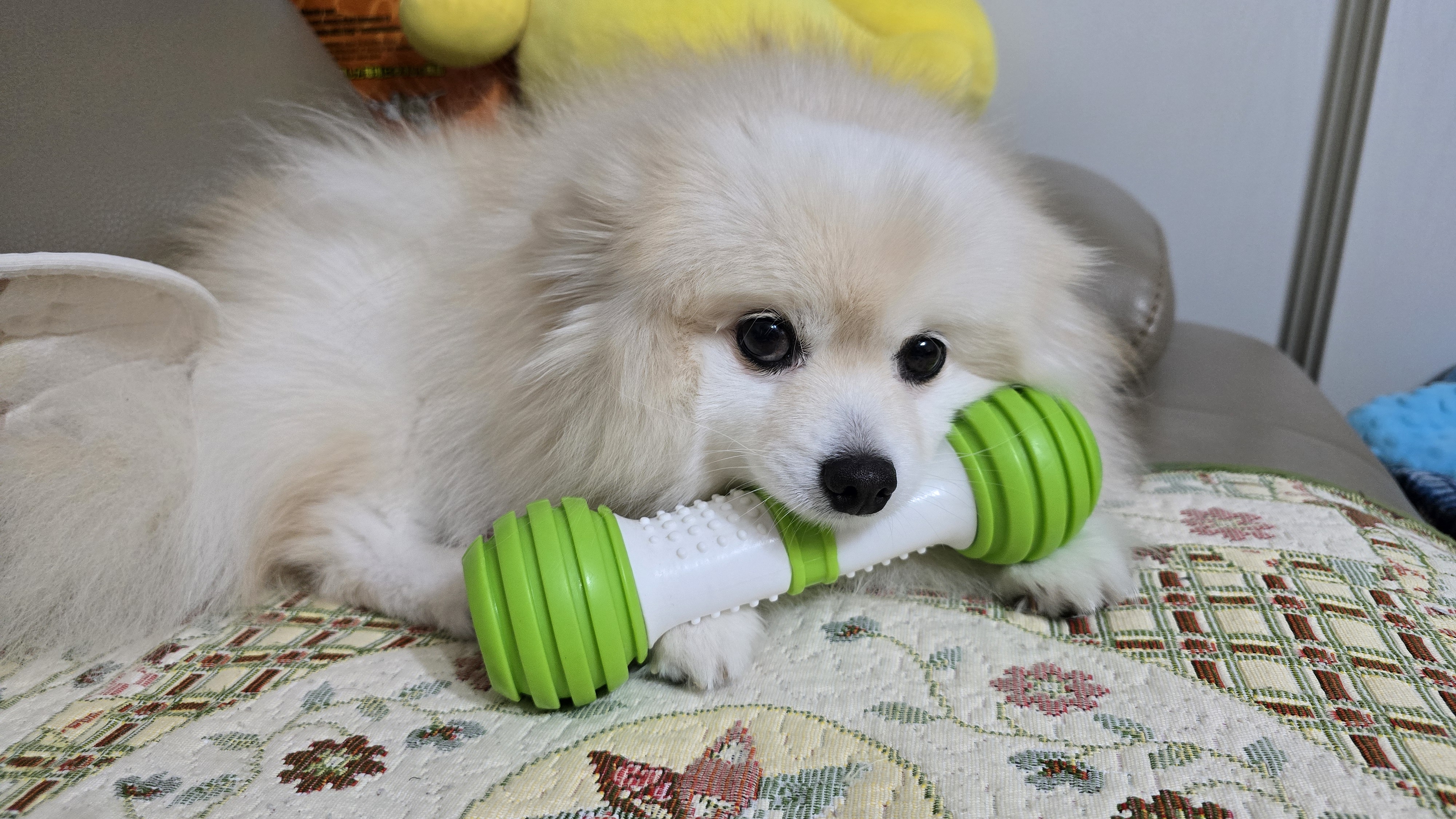 곤지암 단밤이 입양 4주년 이야기(feat. 사계)