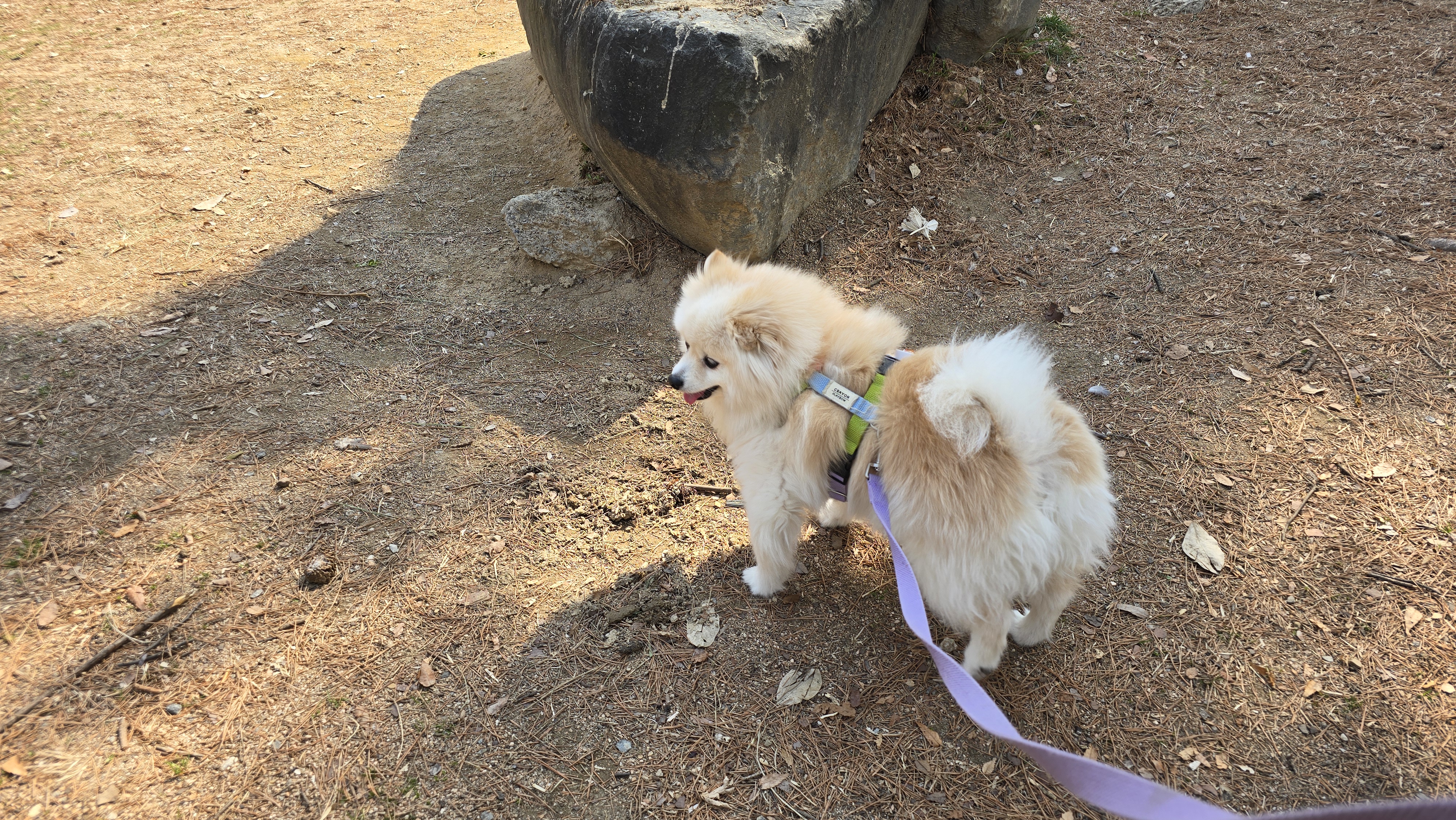 곤지암 단밤이 입양 4주년 이야기(feat. 사계)