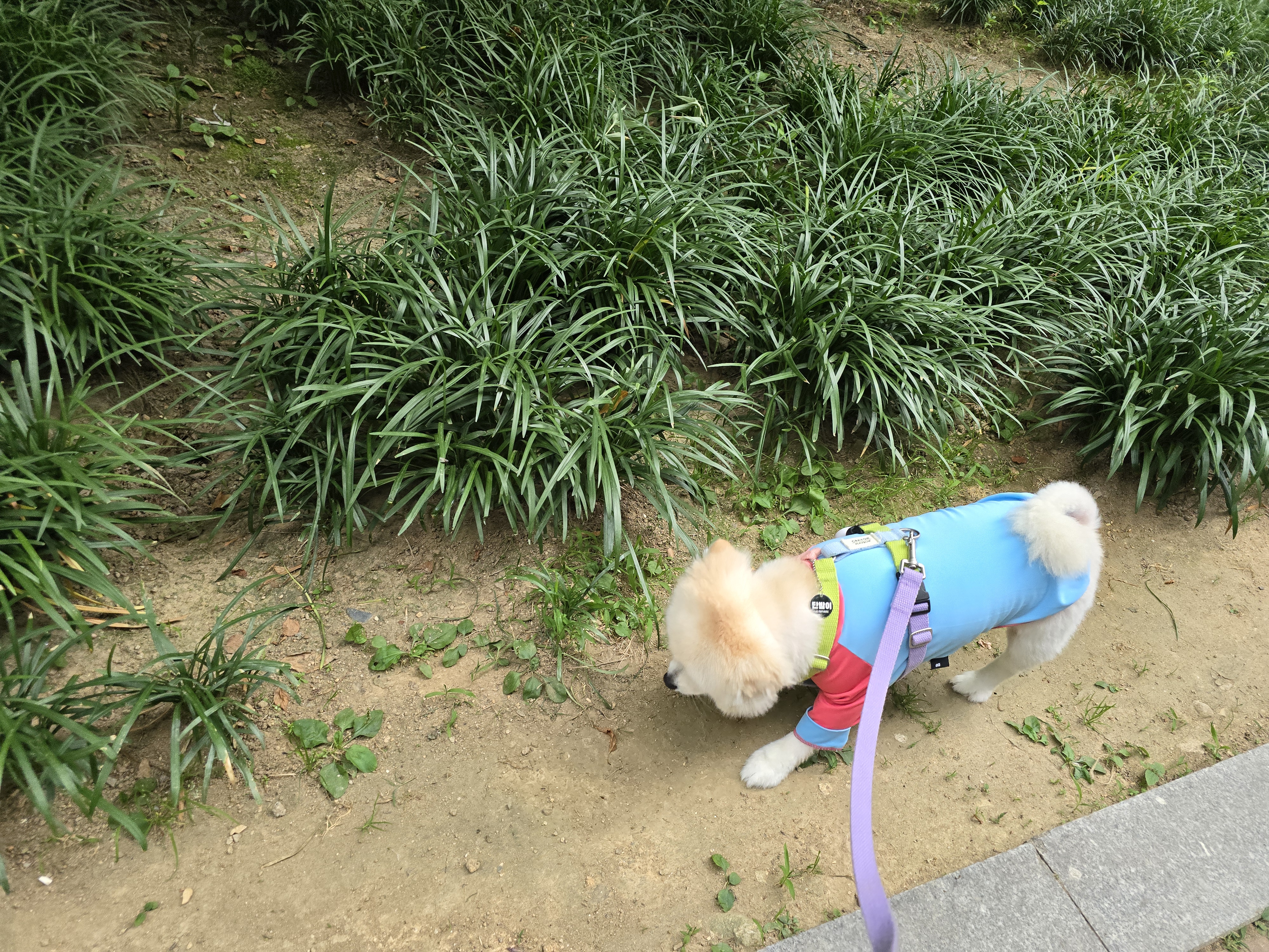 곤지암 단밤이 입양 4주년 이야기(feat. 사계)