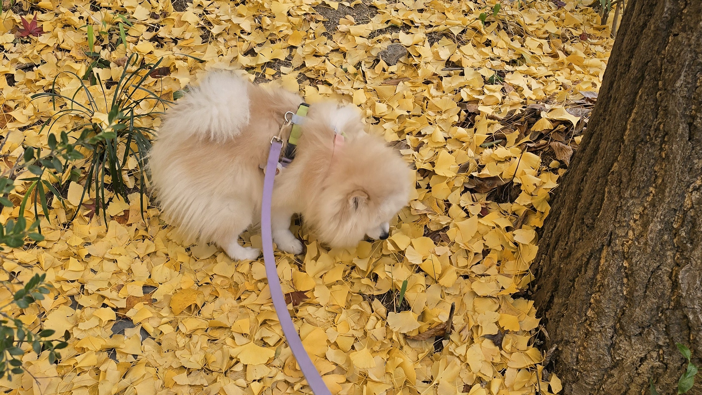 곤지암 단밤이 입양 4주년 이야기(feat. 사계)