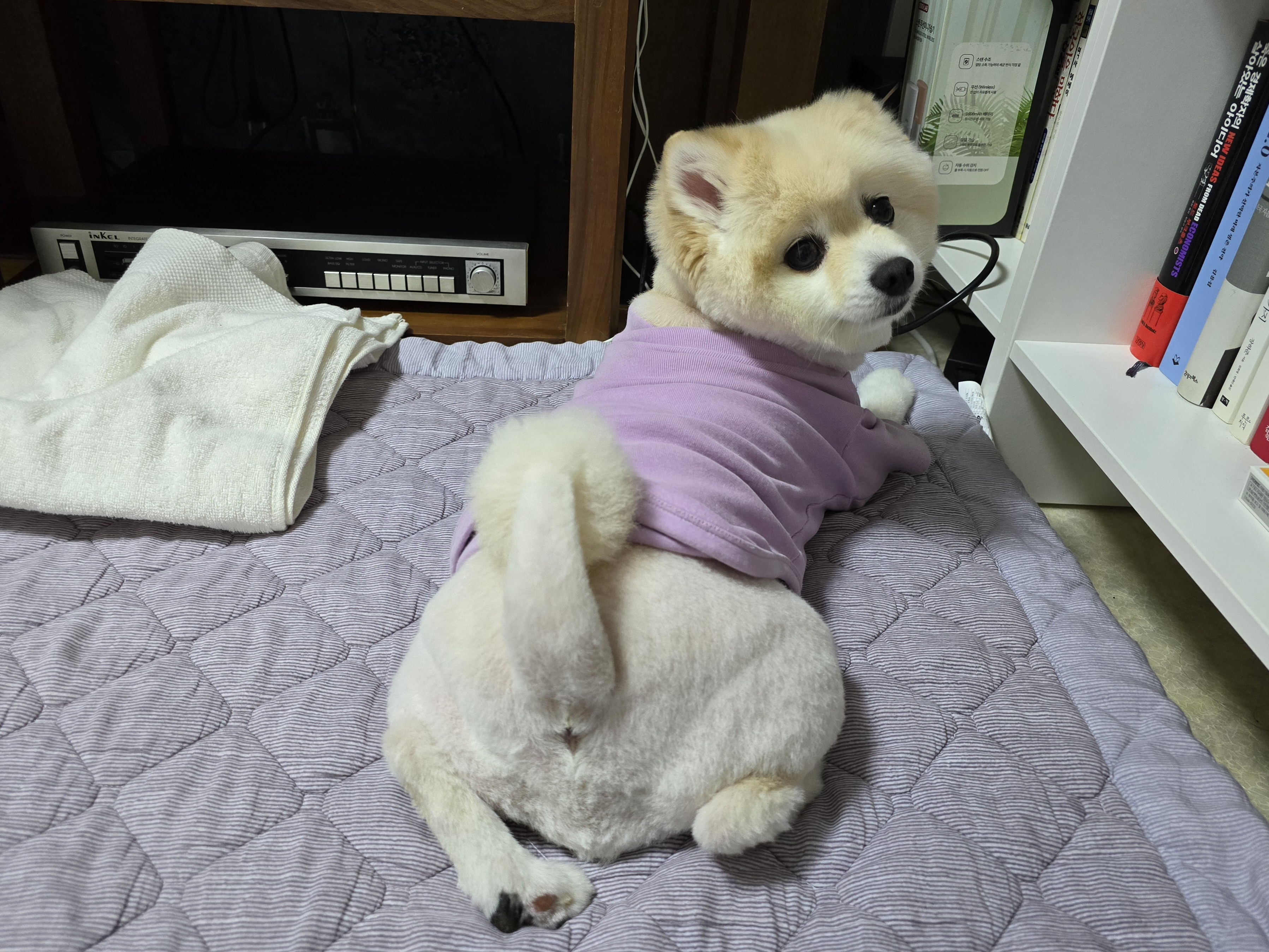 곤지암 단밤이 입양 4주년 이야기(feat. 사계)