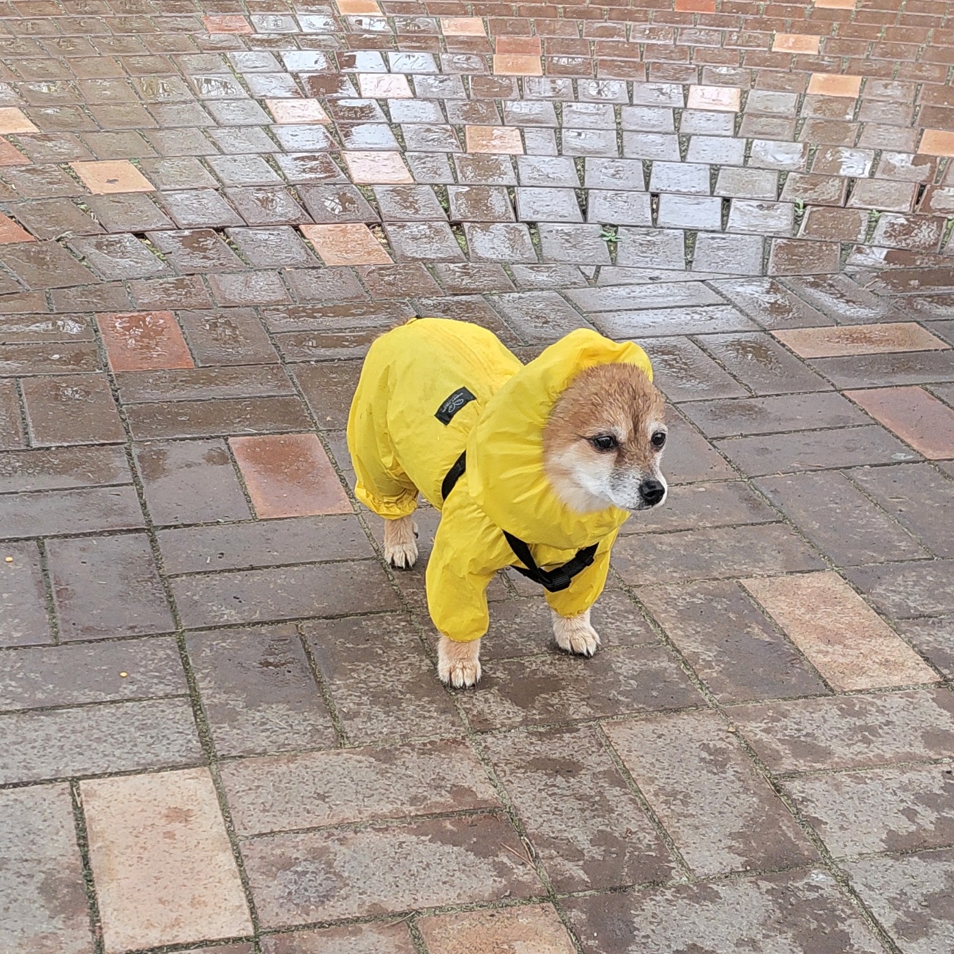 단풍이 (엘사) 아주 오랜만에 근황 전합니다!!