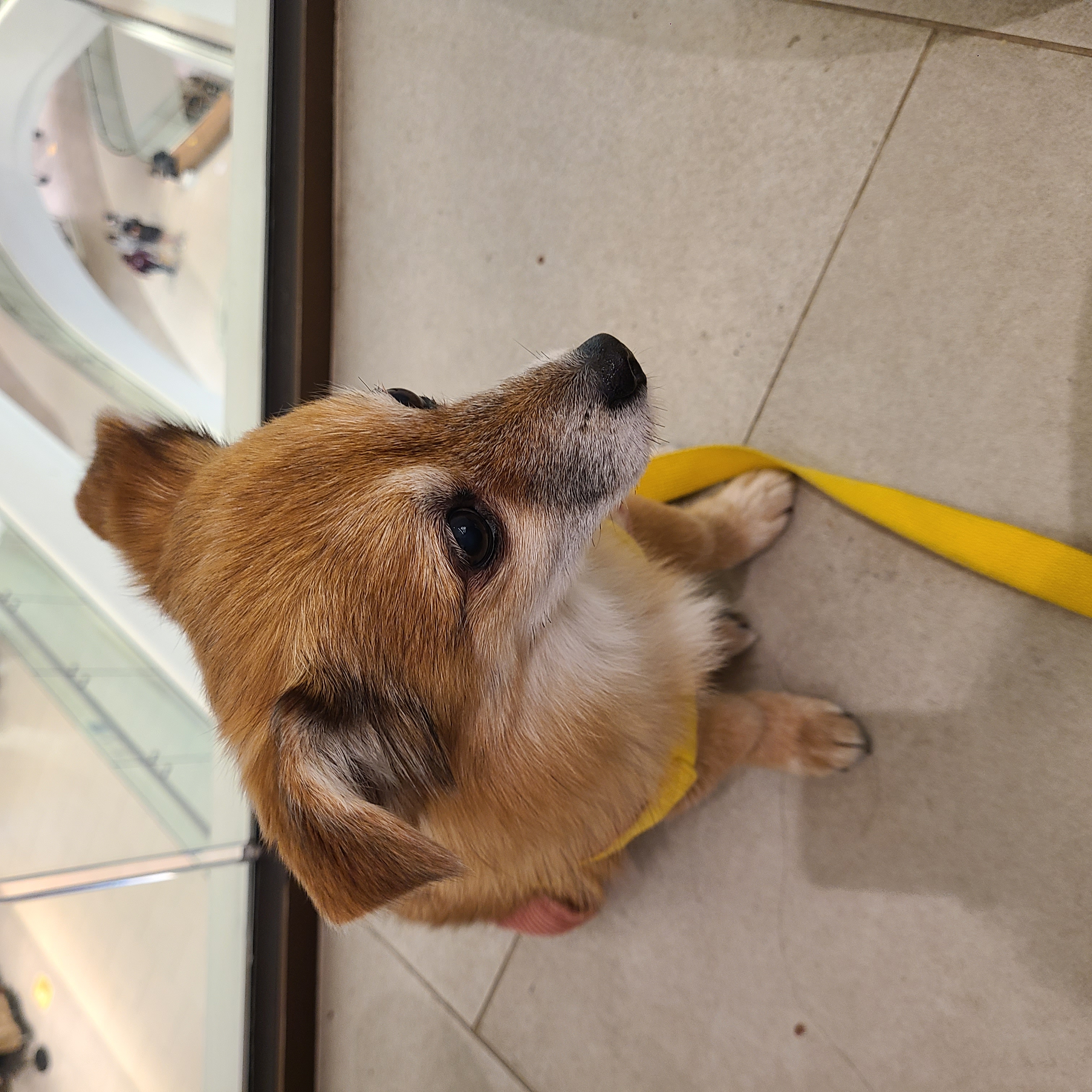 단풍이 (엘사) 아주 오랜만에 근황 전합니다!!