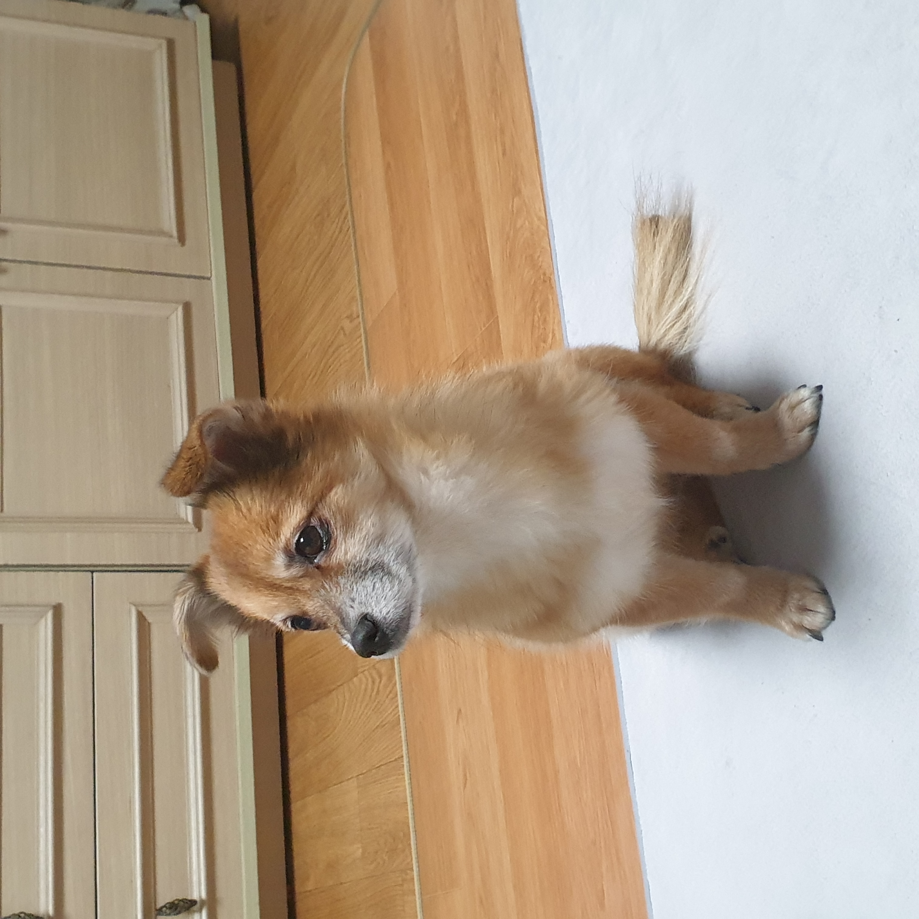 단풍이 (엘사) 아주 오랜만에 근황 전합니다!!