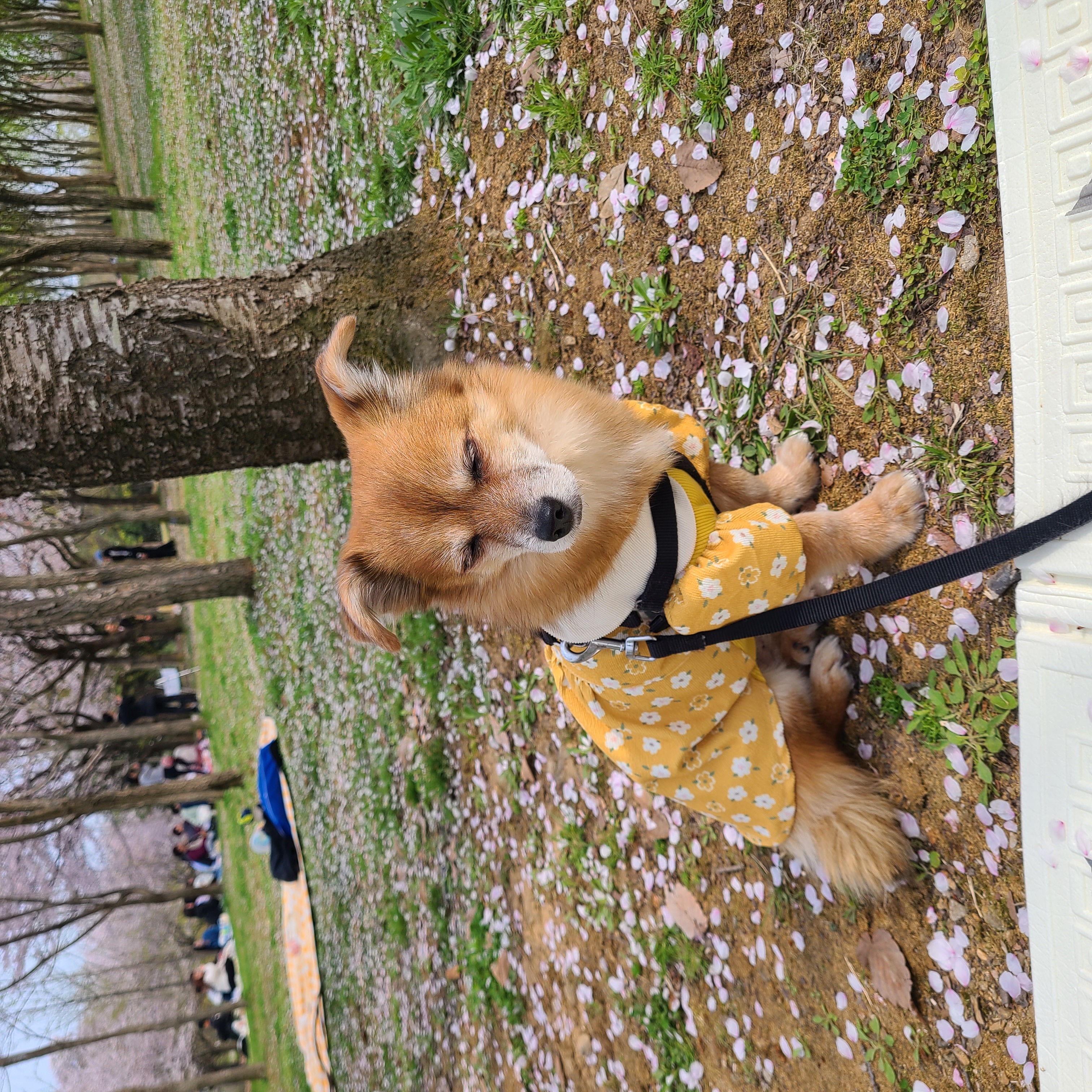 단풍이 (엘사) 아주 오랜만에 근황 전합니다!!