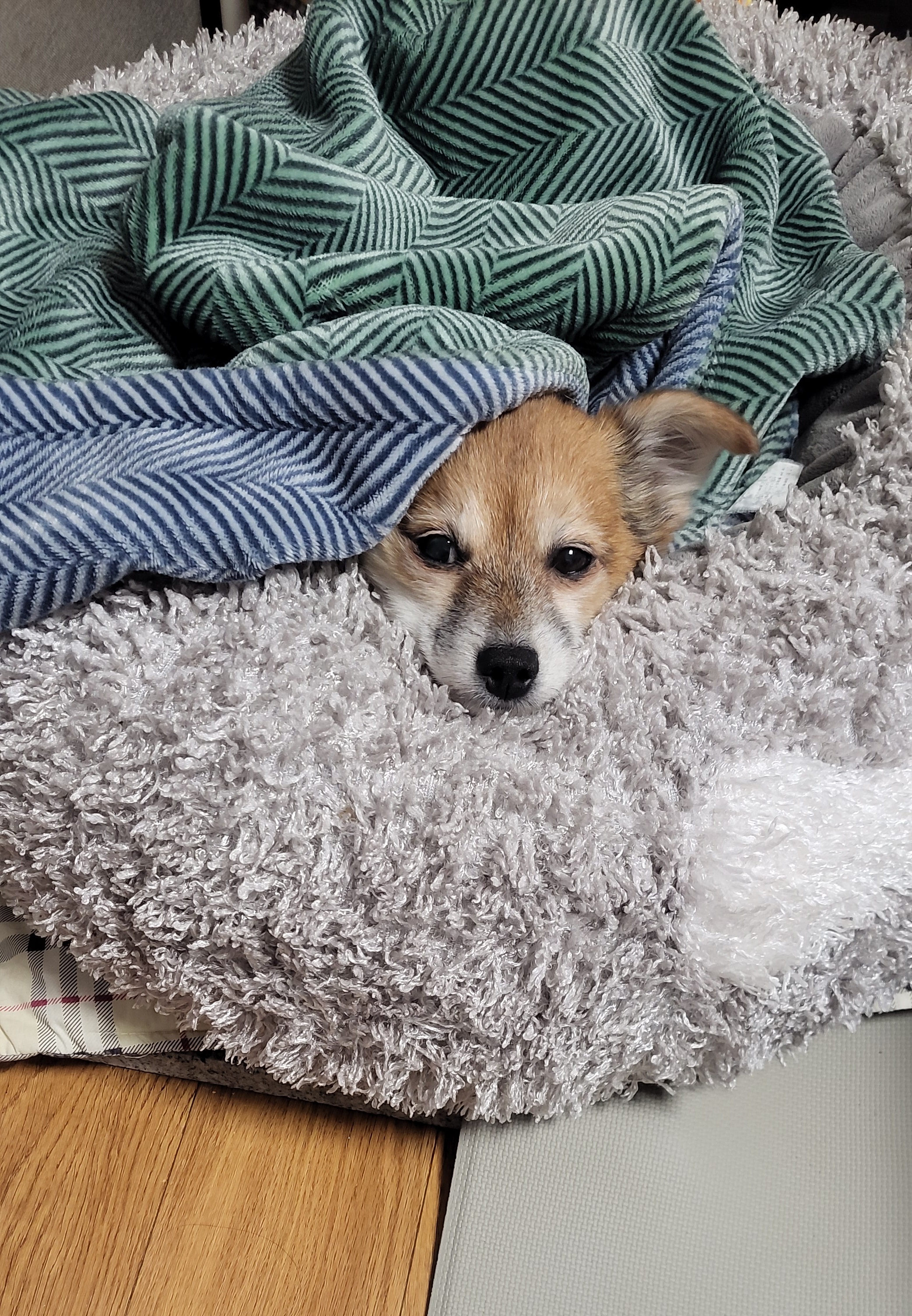 단풍이 (엘사) 아주 오랜만에 근황 전합니다!!