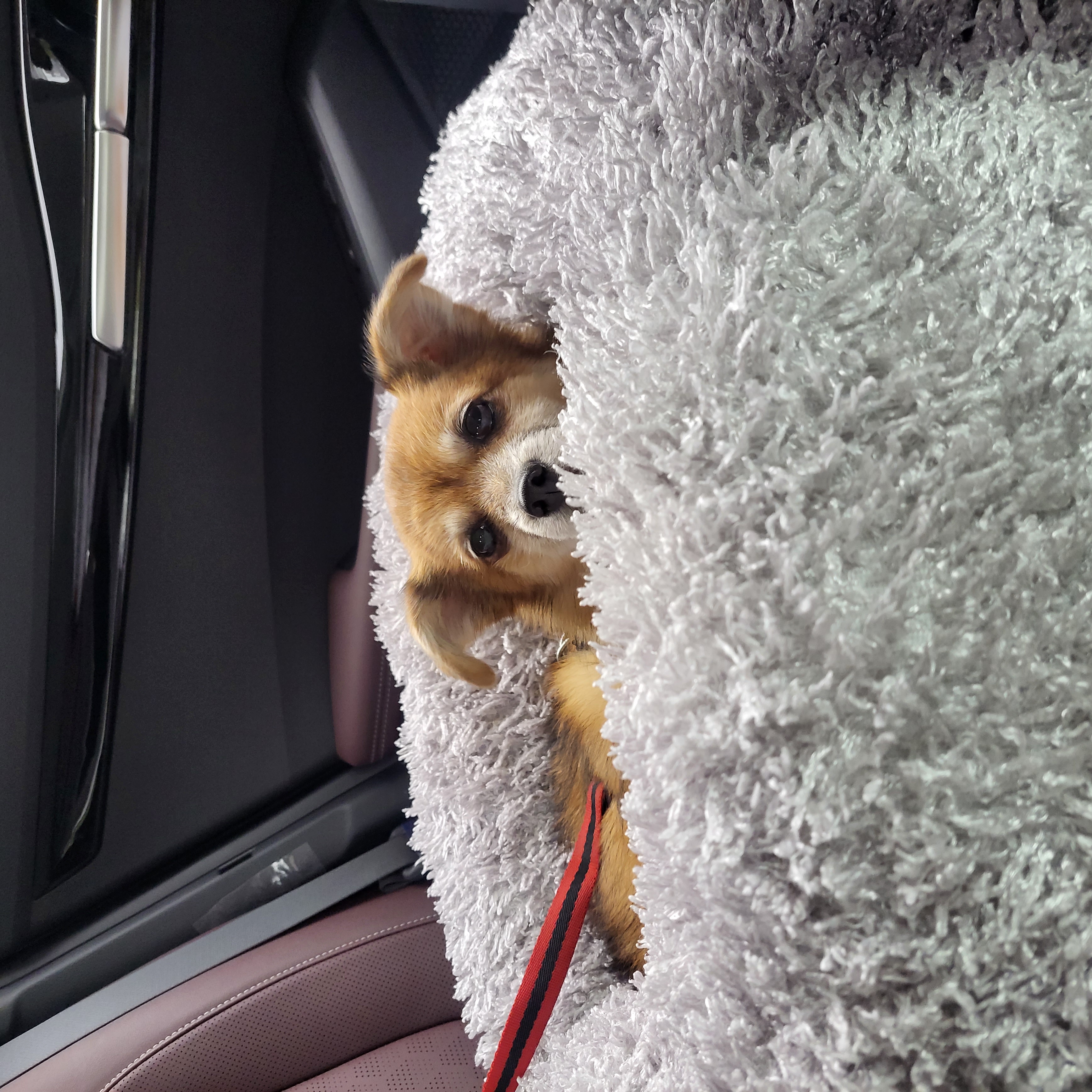 단풍이 (엘사) 아주 오랜만에 근황 전합니다!!