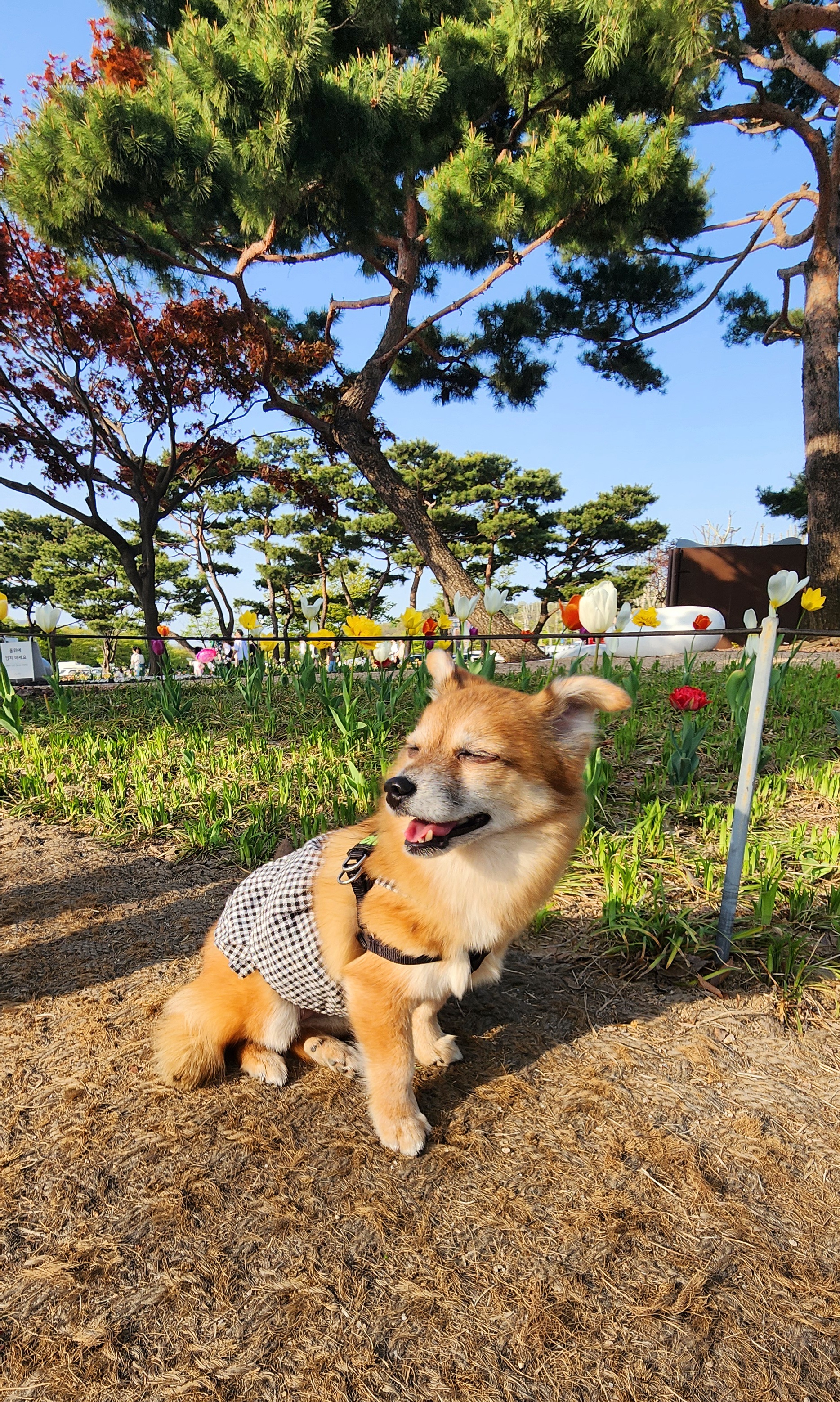 단풍이 (엘사) 아주 오랜만에 근황 전합니다!!
