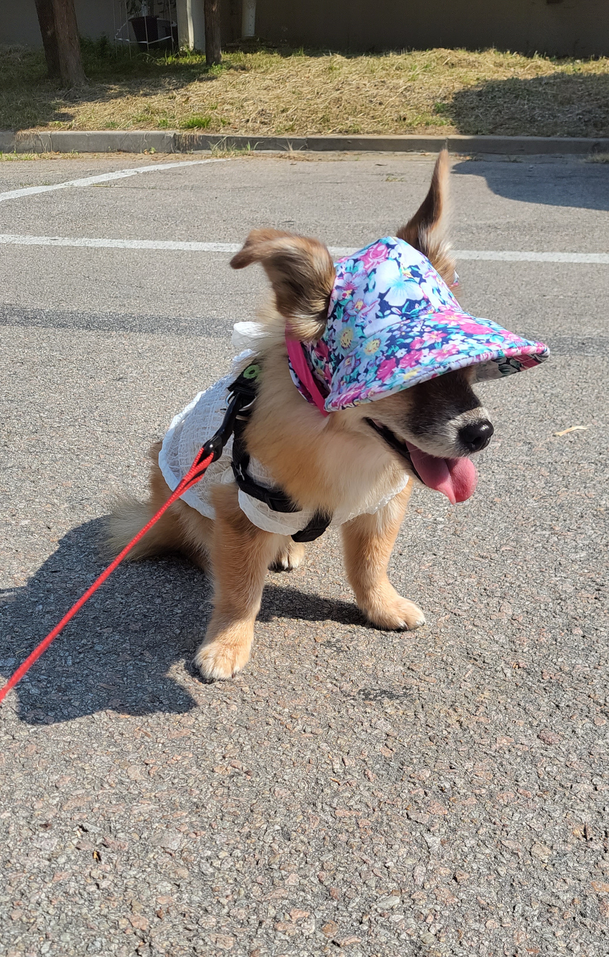 단풍이 (엘사) 아주 오랜만에 근황 전합니다!!