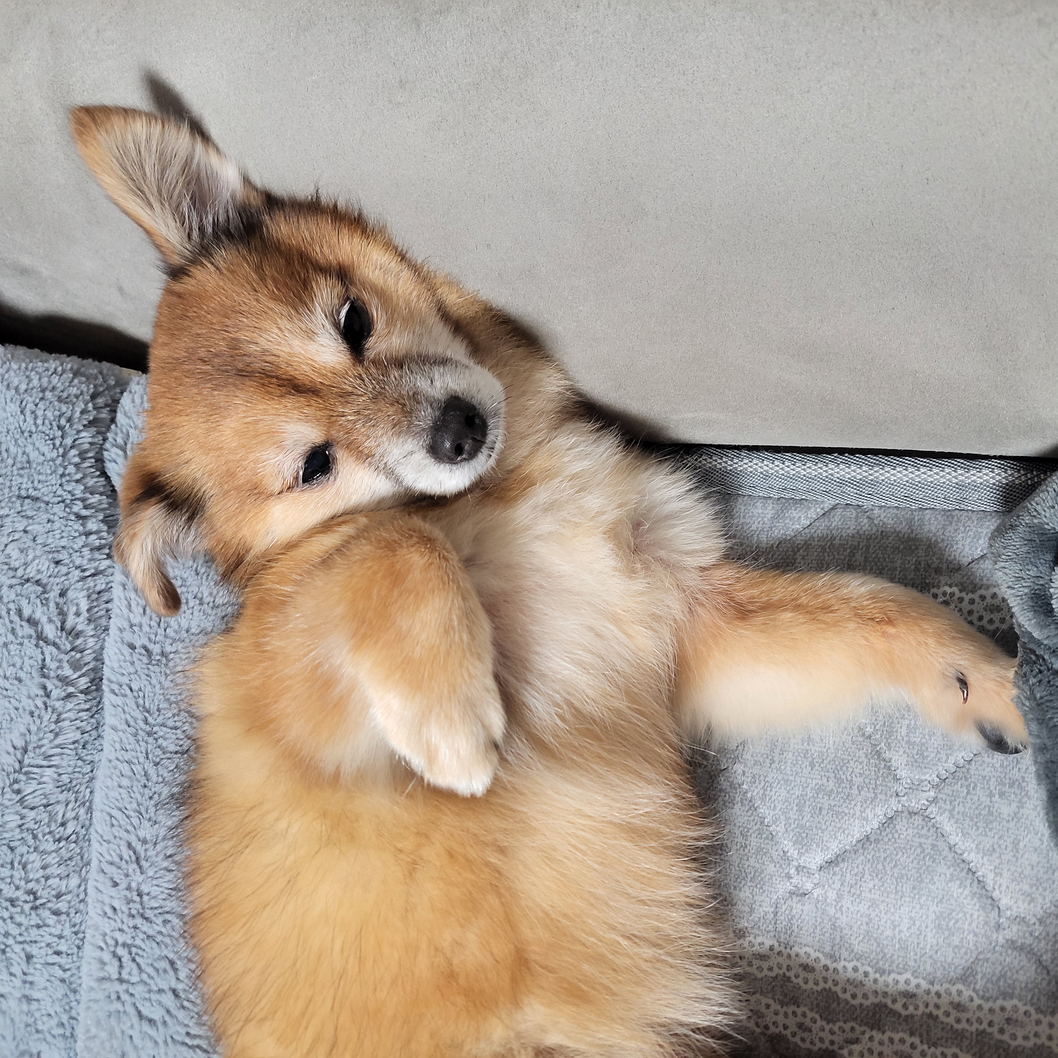 단풍이 (엘사) 아주 오랜만에 근황 전합니다!!