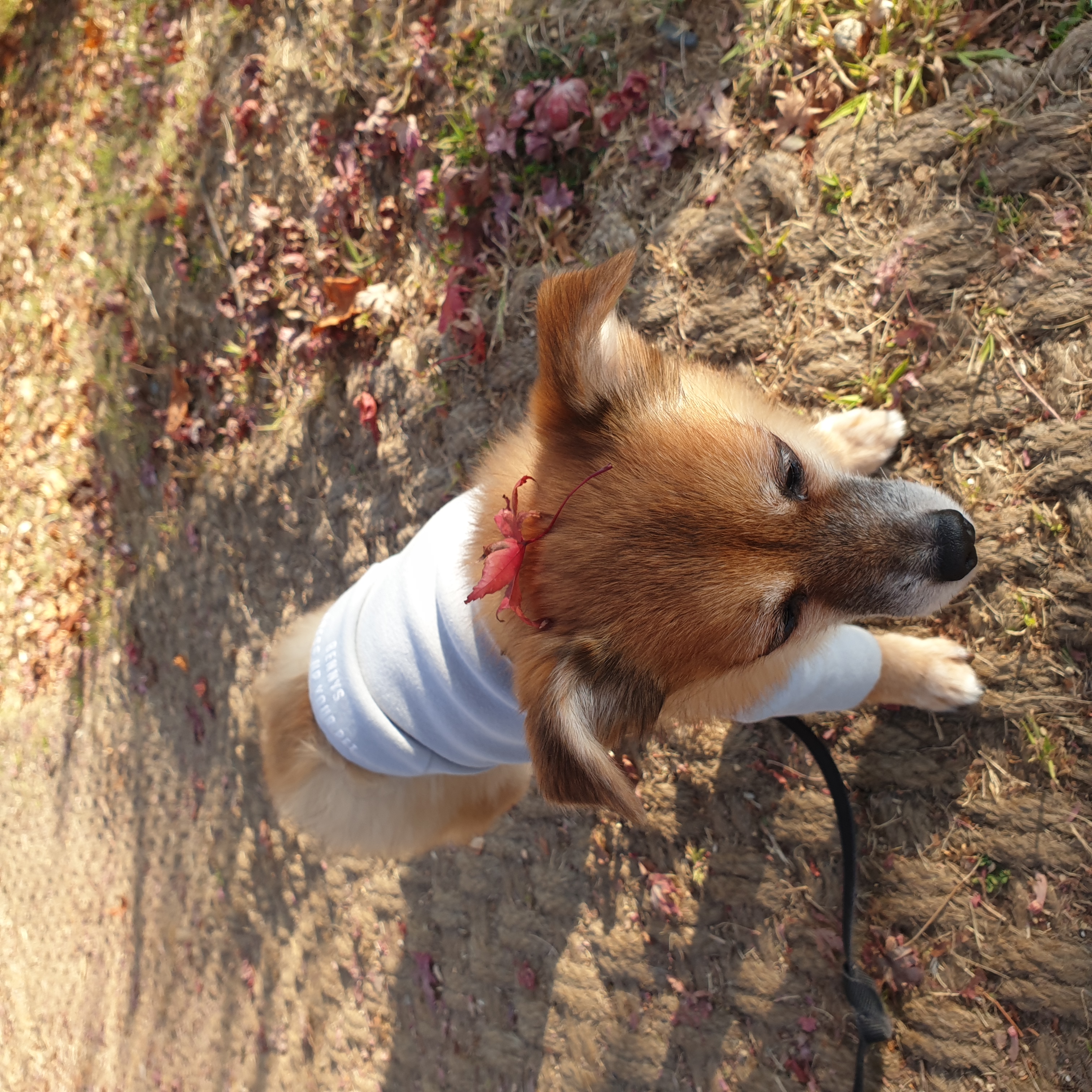 단풍이 (엘사) 아주 오랜만에 근황 전합니다!!