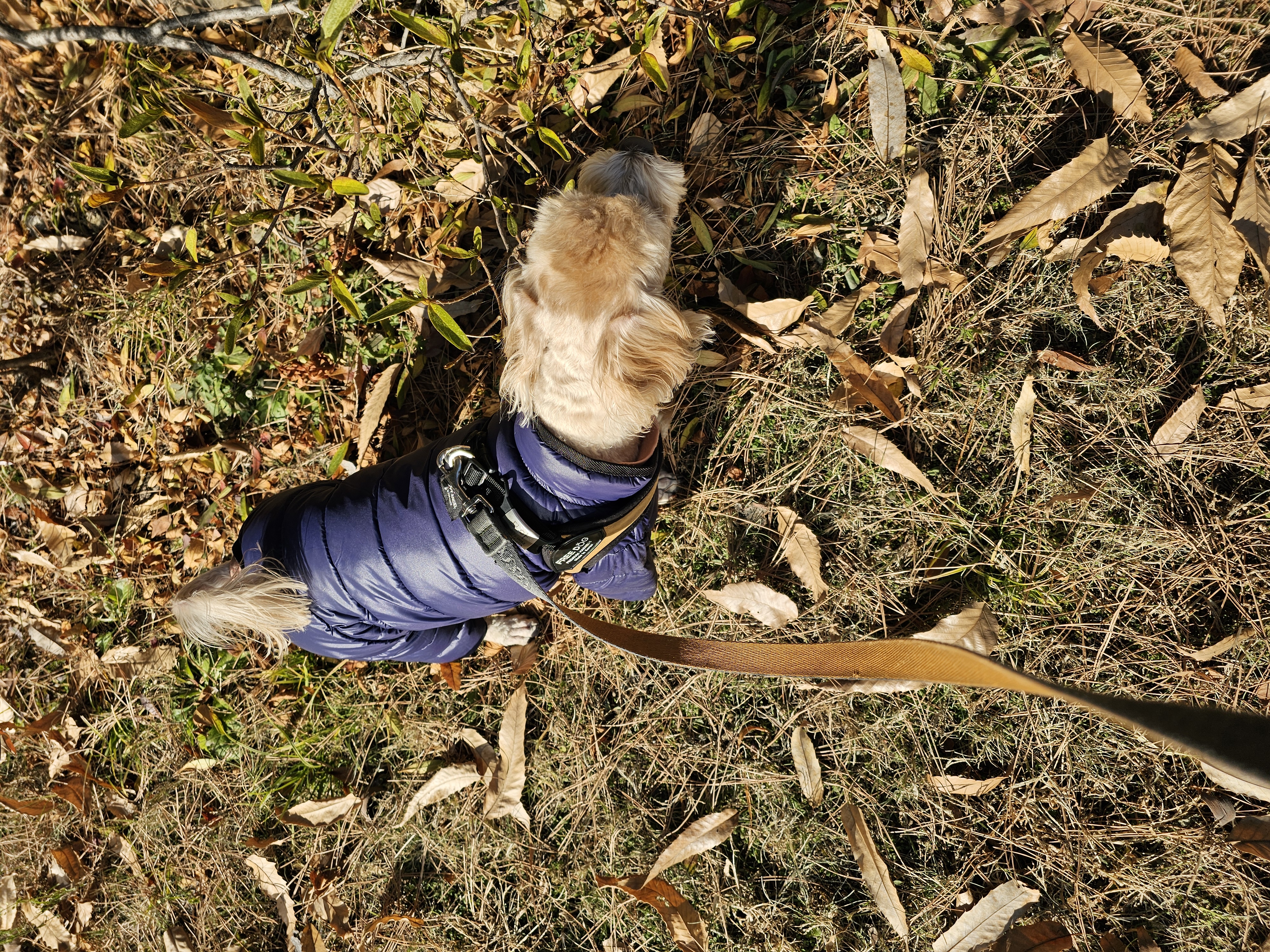 모아(론이) 착하고 귀여운 우리집 순둥이!!