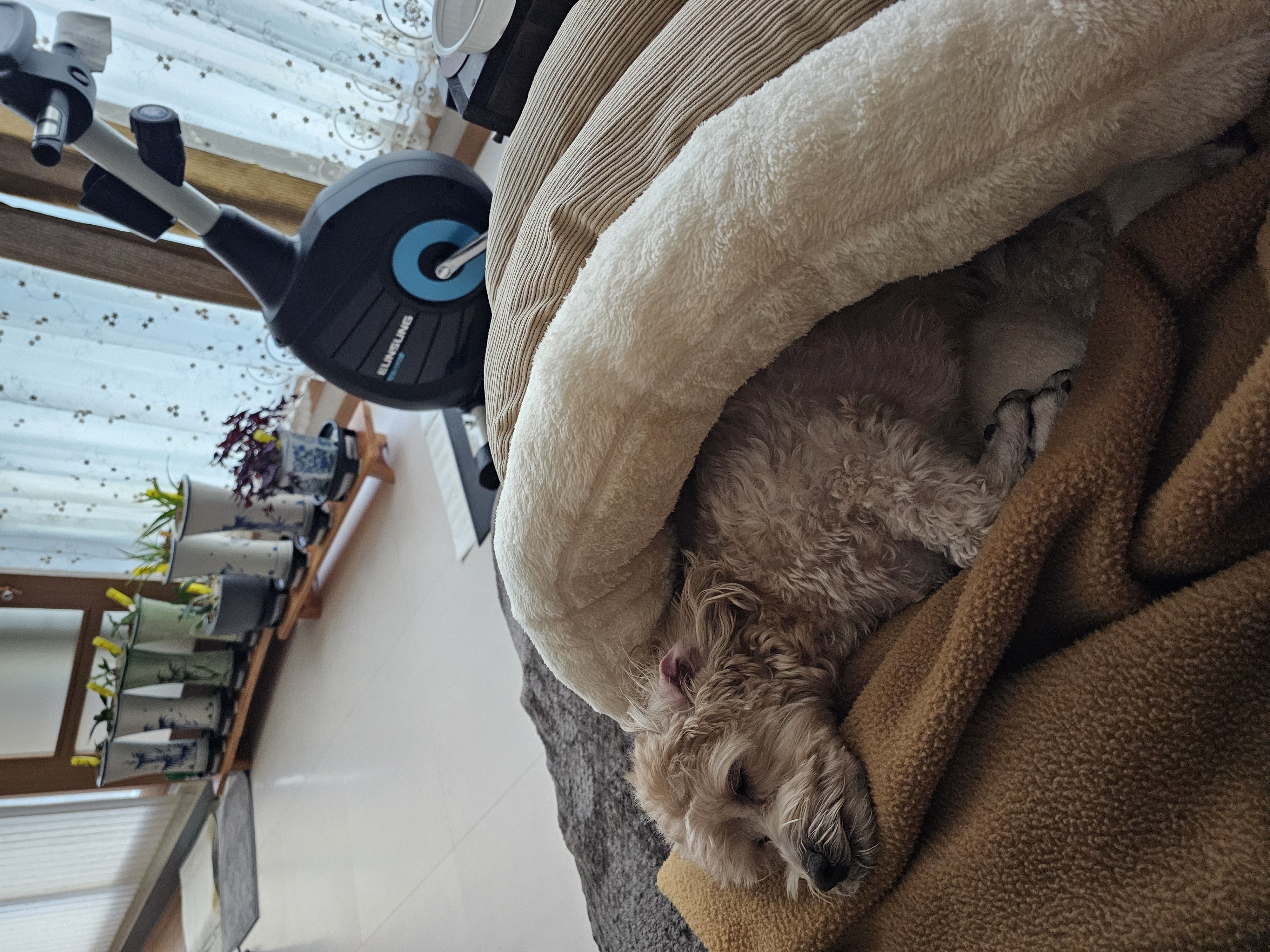 모아(론이) 착하고 귀여운 우리집 순둥이!!