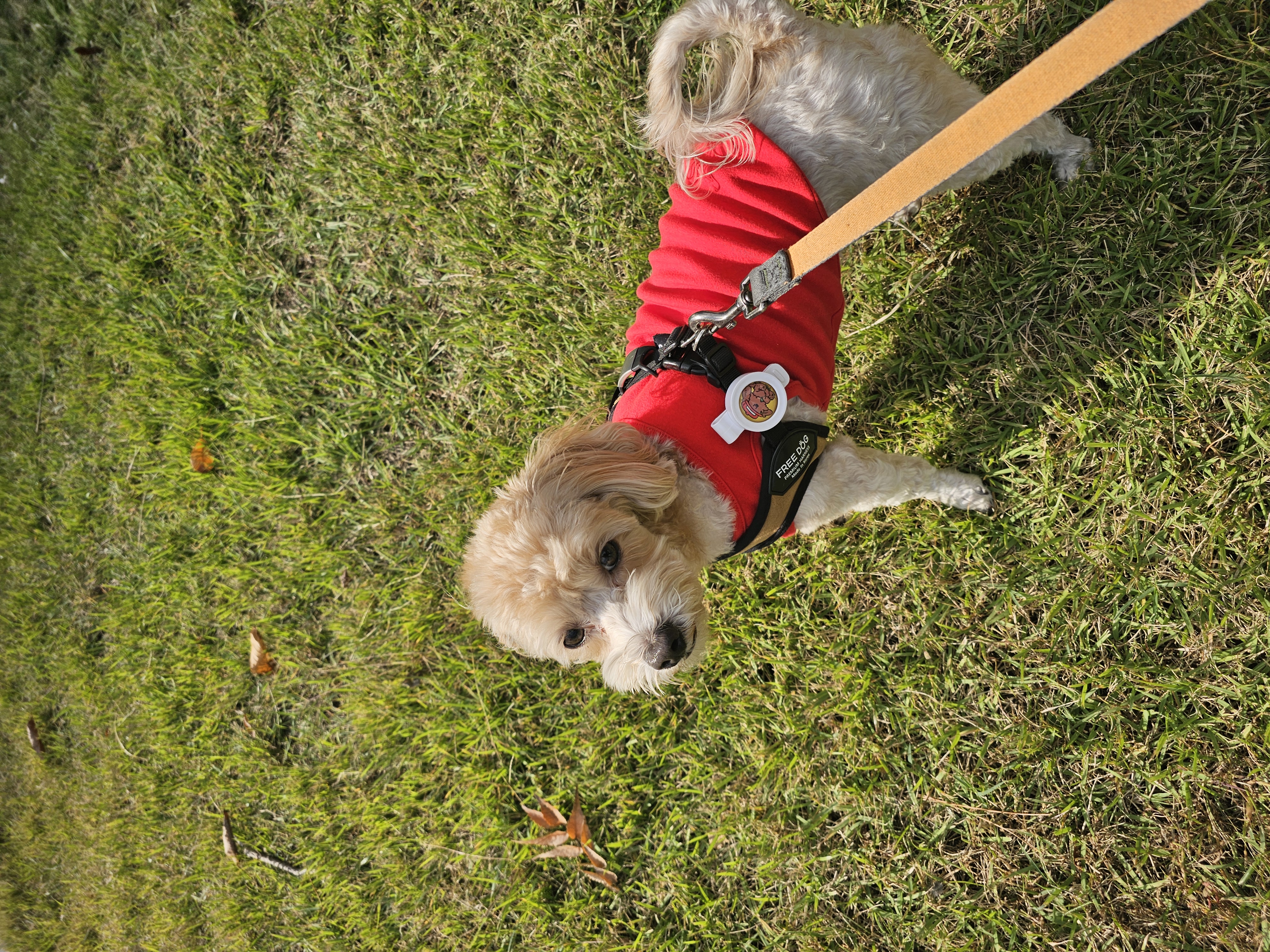 모아(론이) 착하고 귀여운 우리집 순둥이!!
