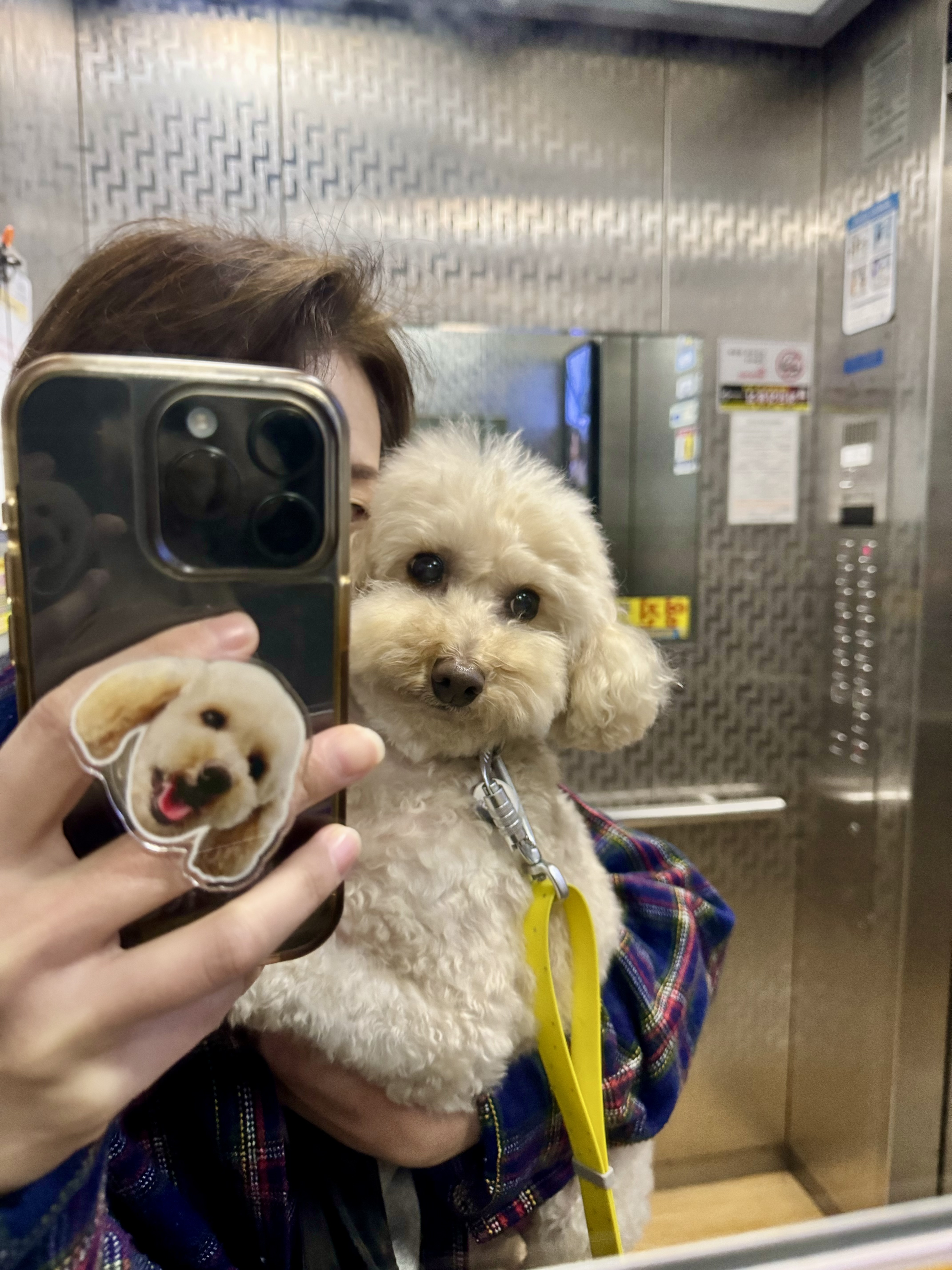 쿠크 4년 됐어요~ (곤지암 구조견)