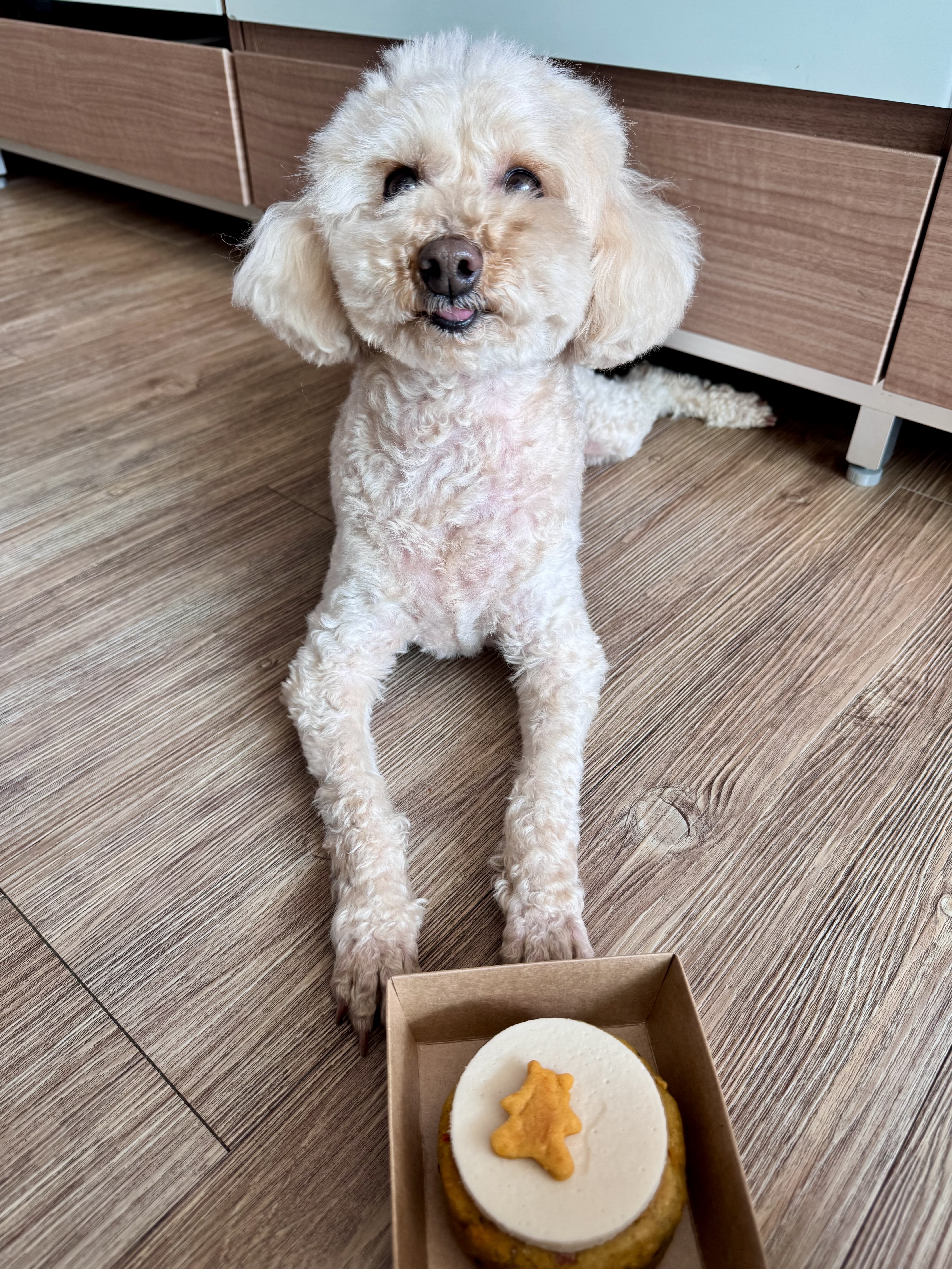 쿠크 4년 됐어요~ (곤지암 구조견)